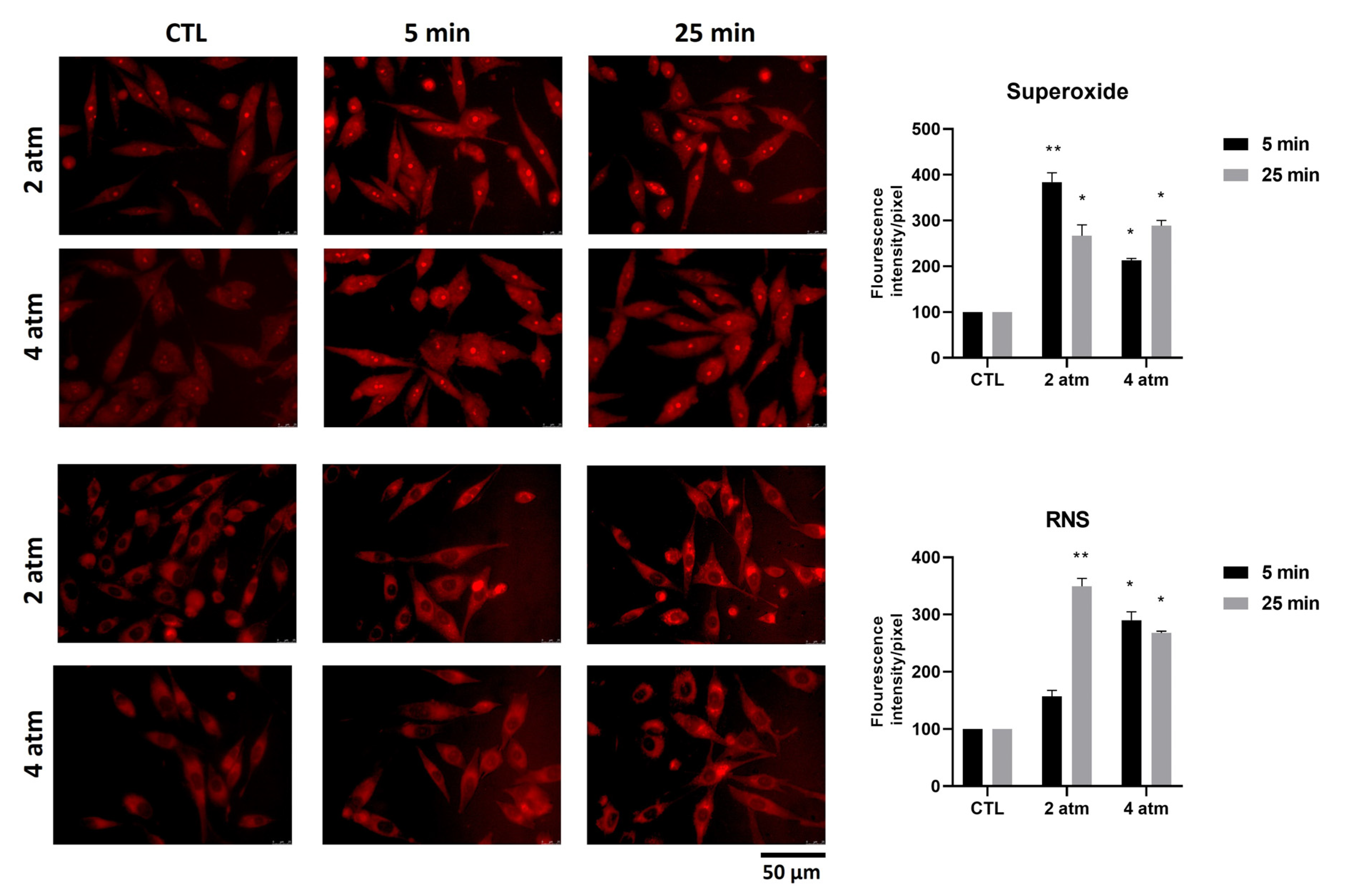 Cells 14 01287 g003 Cells 14 01287 g003