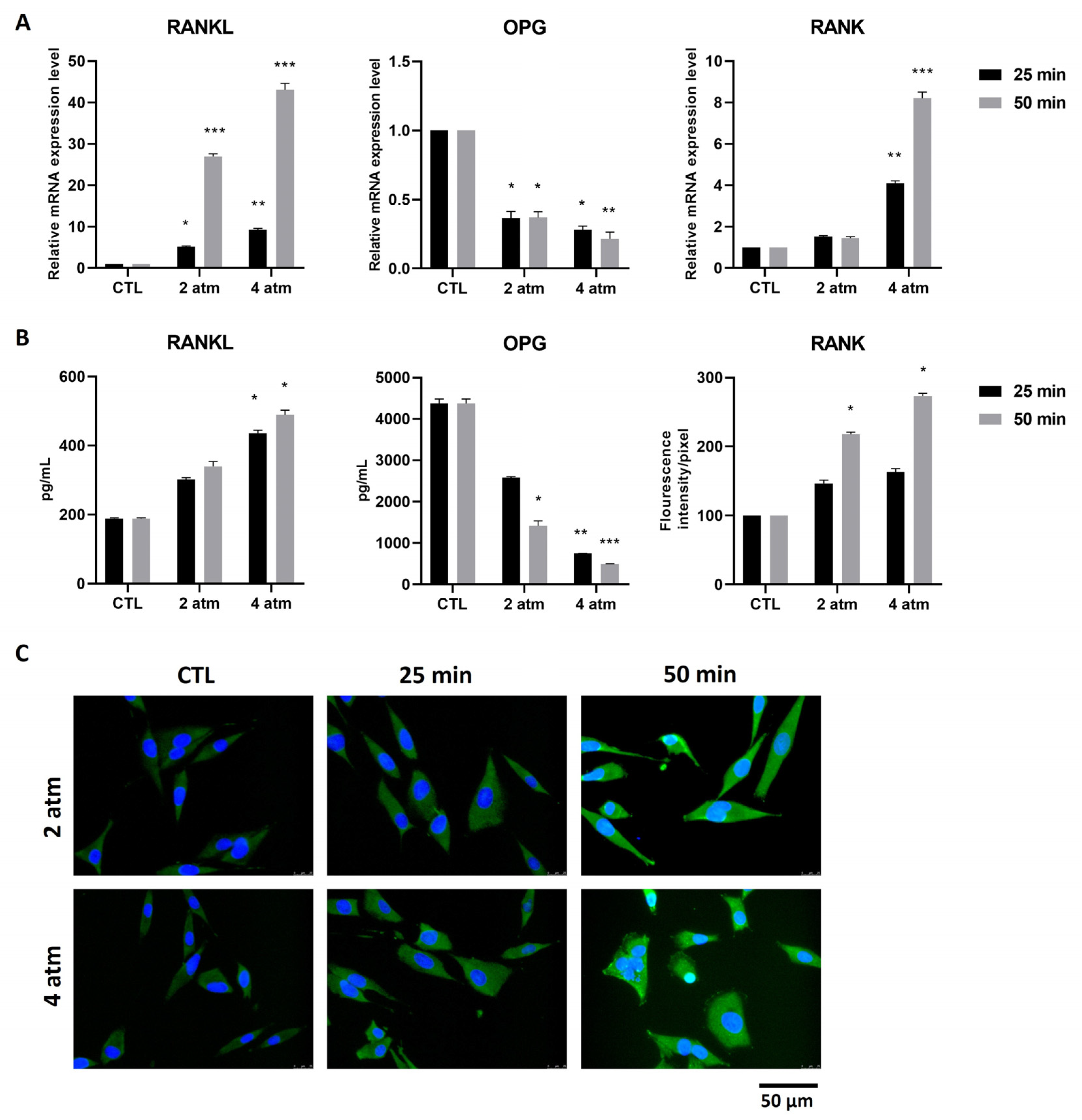 Cells 14 01287 g004 Cells 14 01287 g004