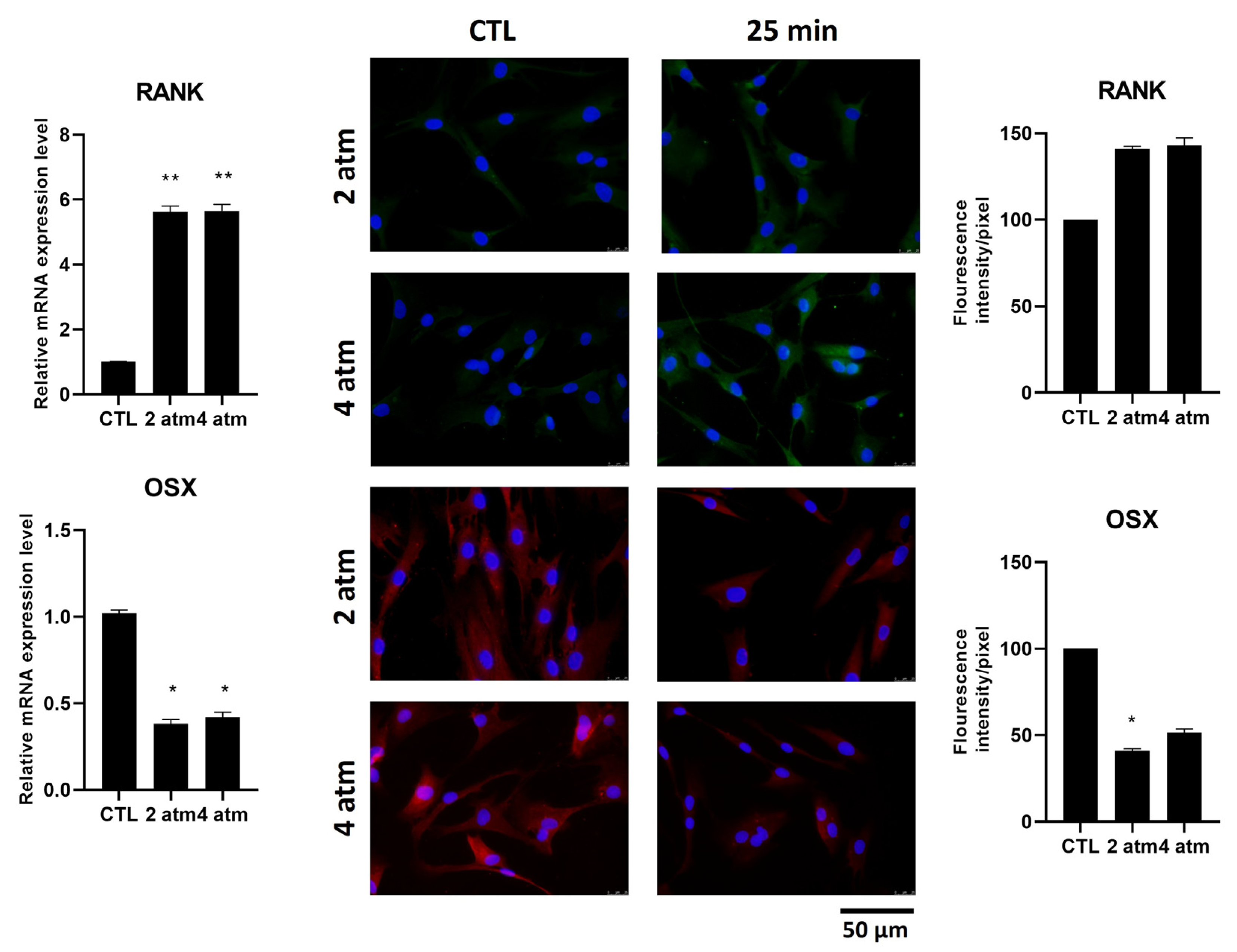 Cells 14 01287 g006 Cells 14 01287 g006