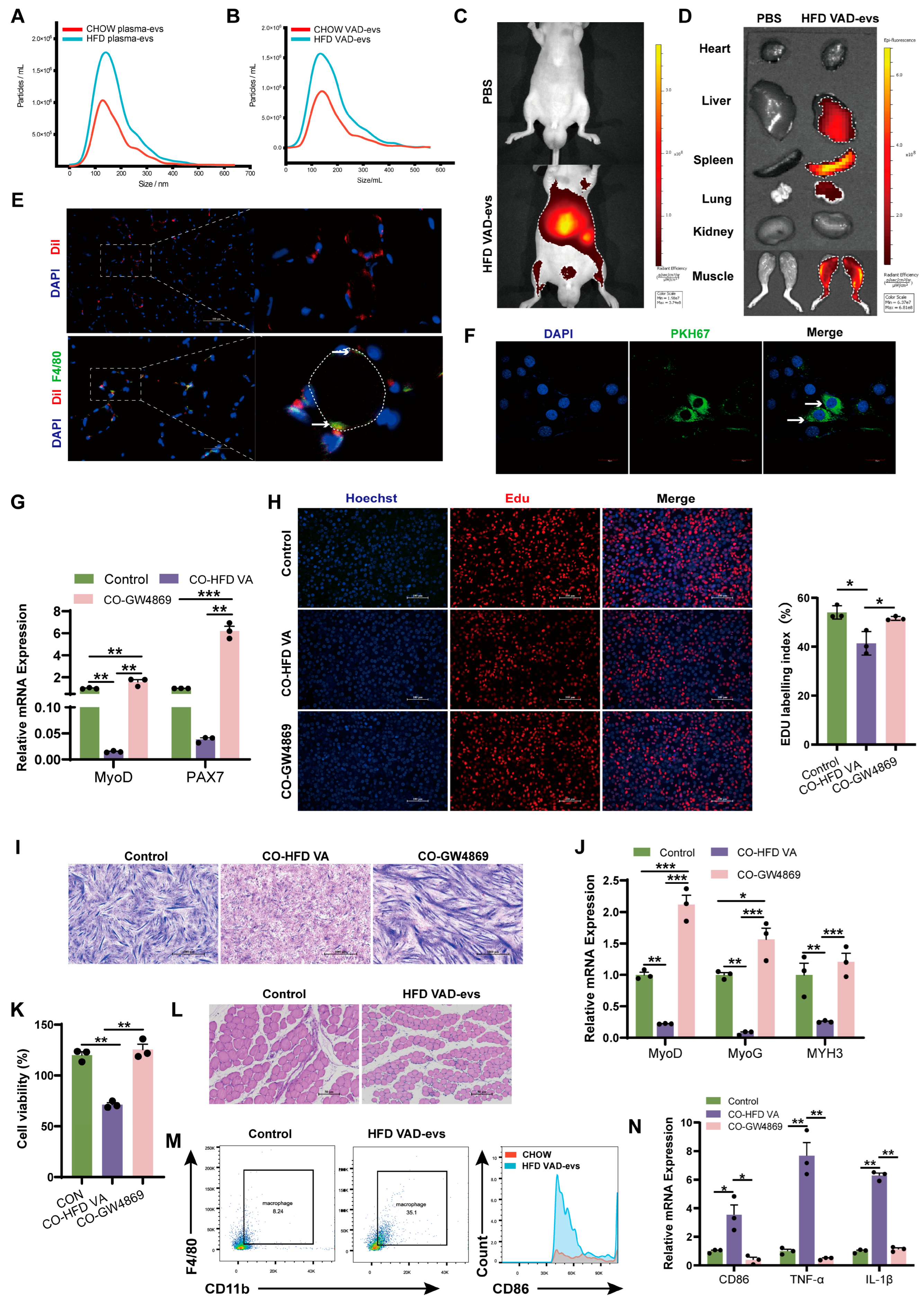 Cells 14 01302 g002 Cells 14 01302 g002