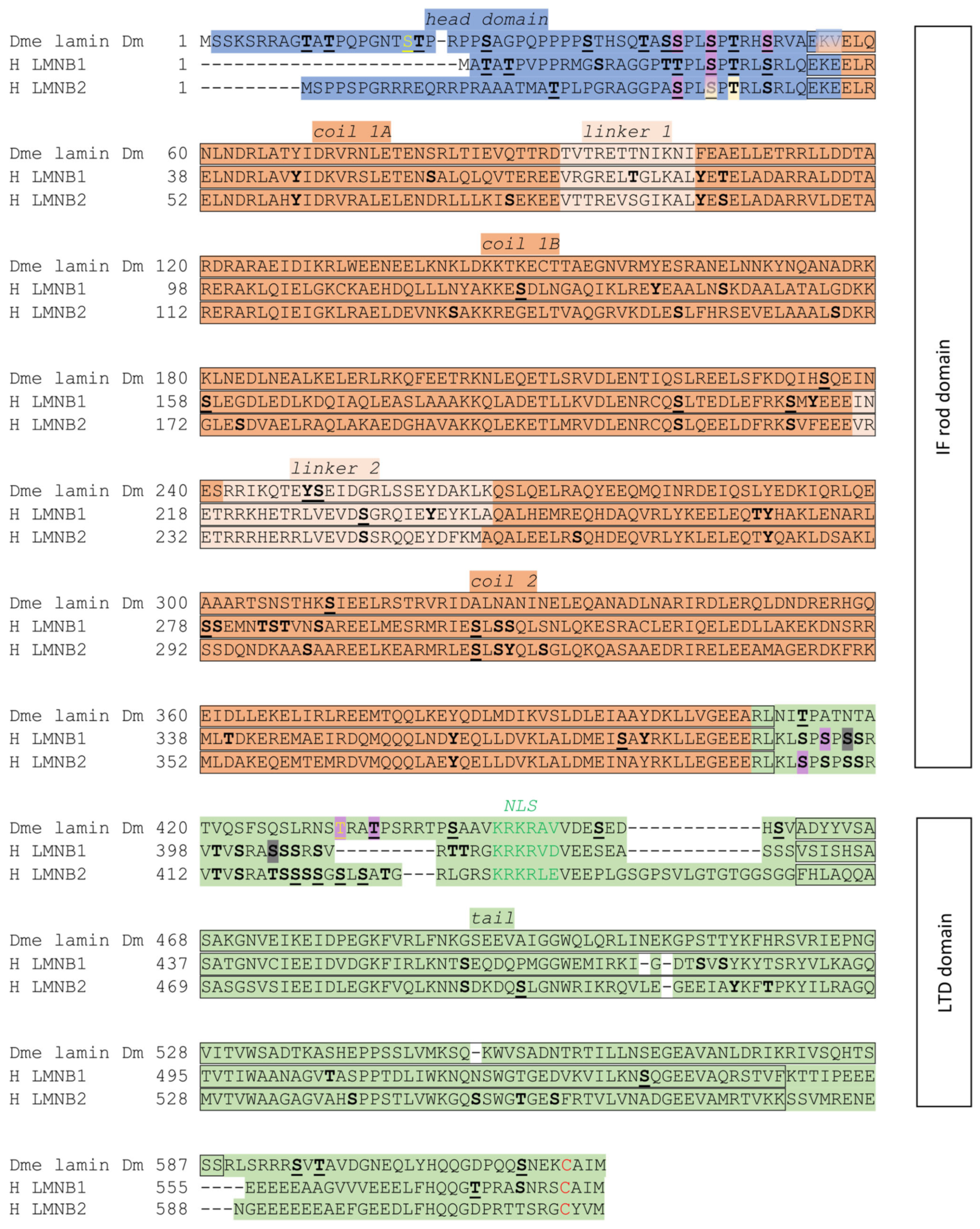 Cells 14 01303 g001 Cells 14 01303 g001