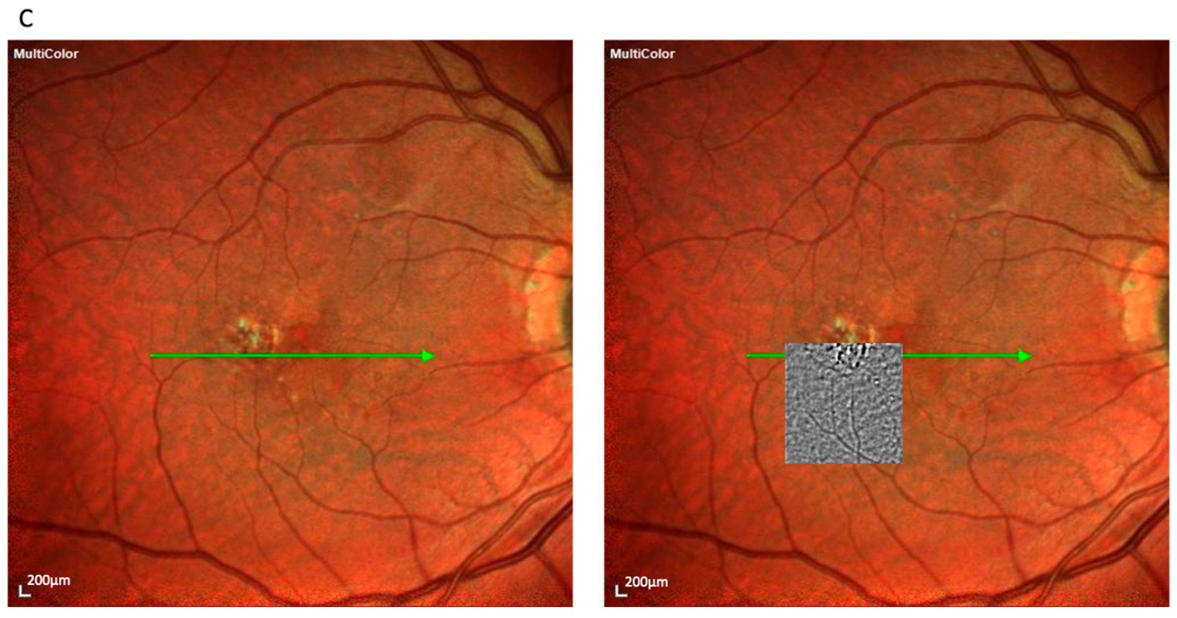 Cells 14 01308 g001b