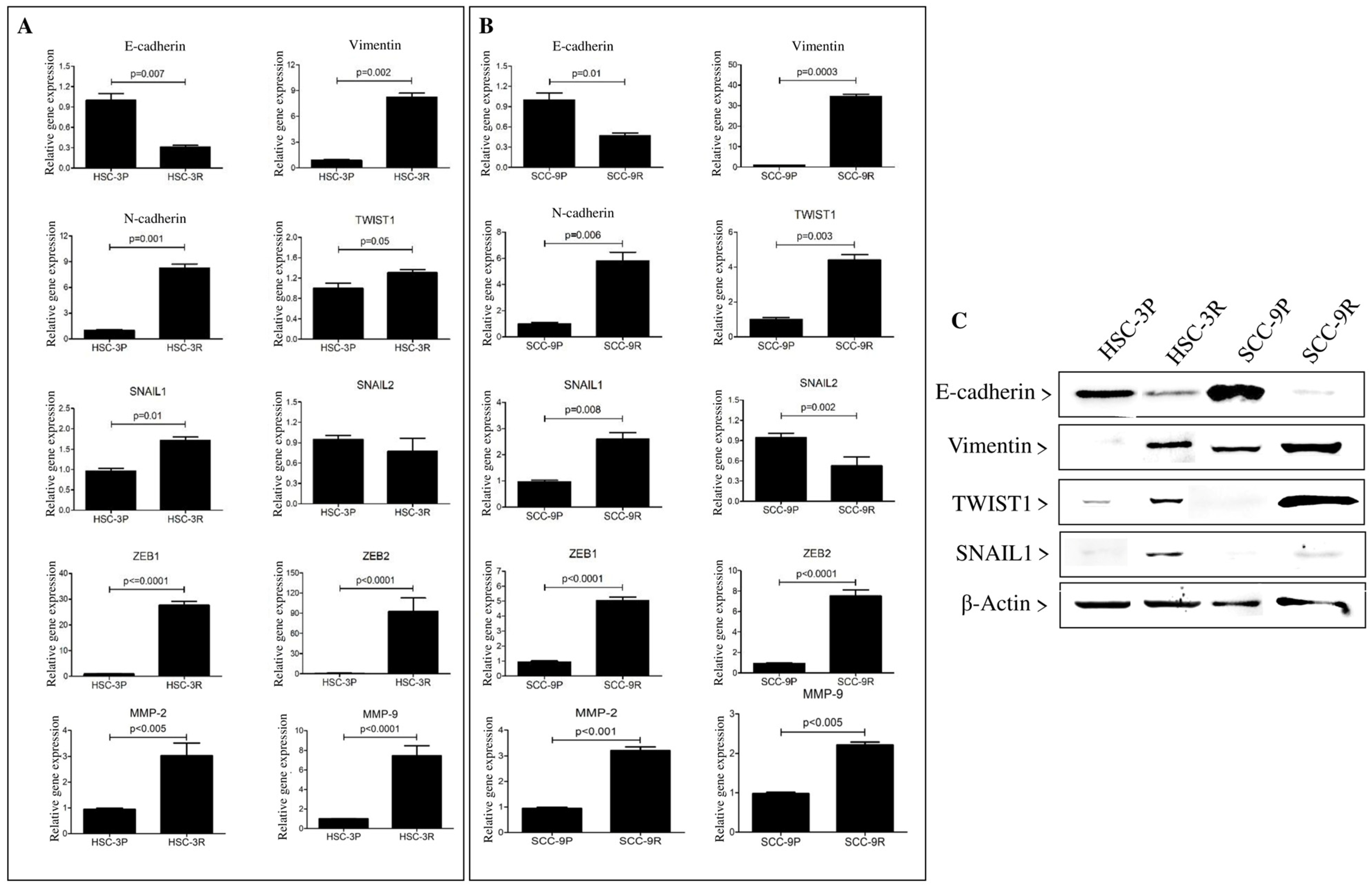 Cells 14 01311 g003 Cells 14 01311 g003