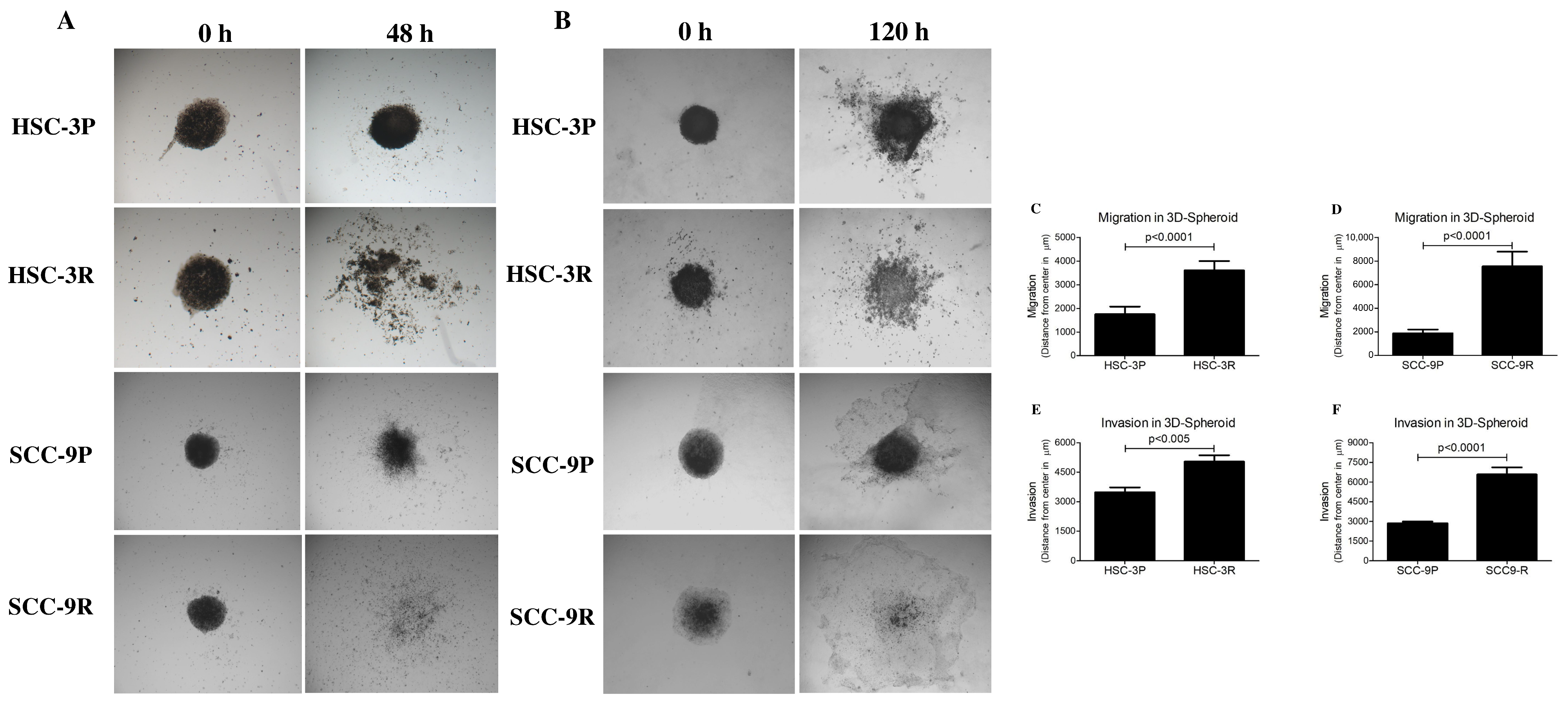 Cells 14 01311 g007 Cells 14 01311 g007