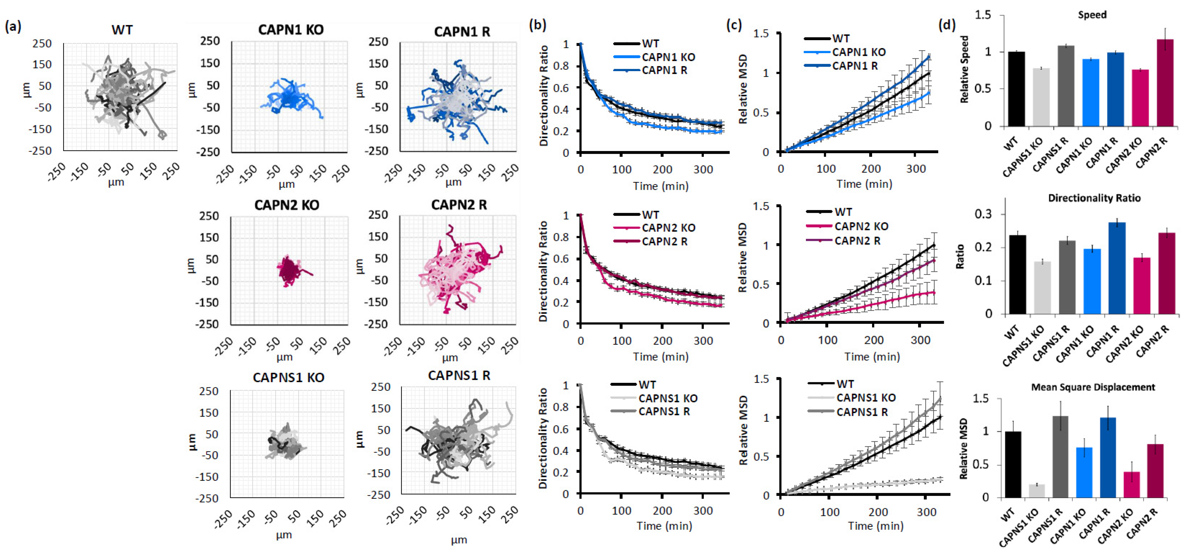 Cells 14 01314 g002 Cells 14 01314 g002