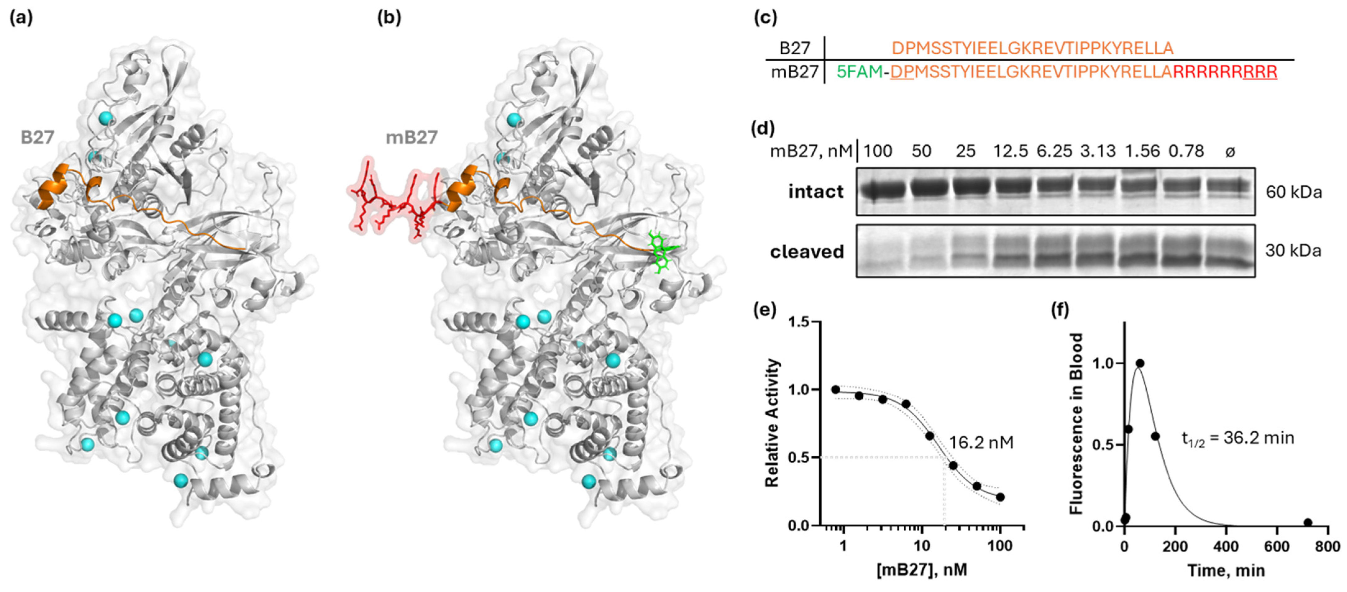 Cells 14 01314 g004 Cells 14 01314 g004