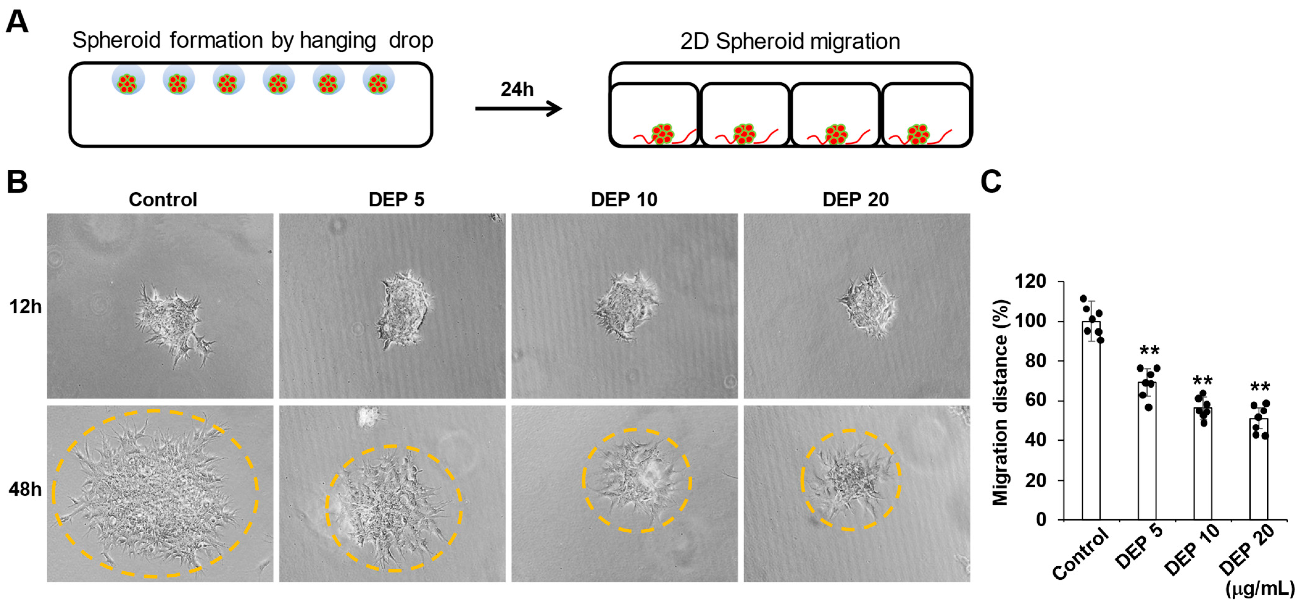 Cells 14 01317 g002 Cells 14 01317 g002