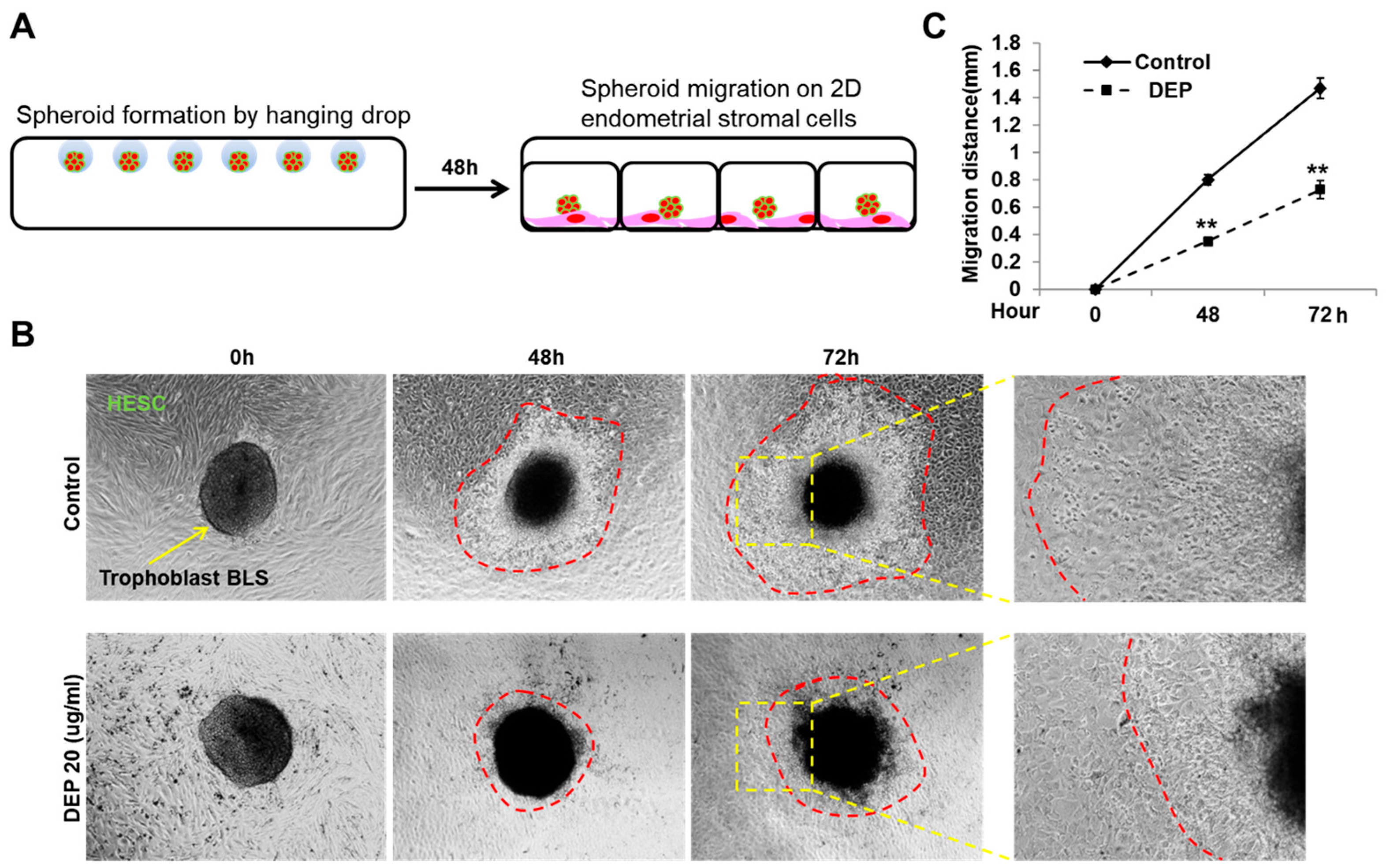 Cells 14 01317 g003 Cells 14 01317 g003