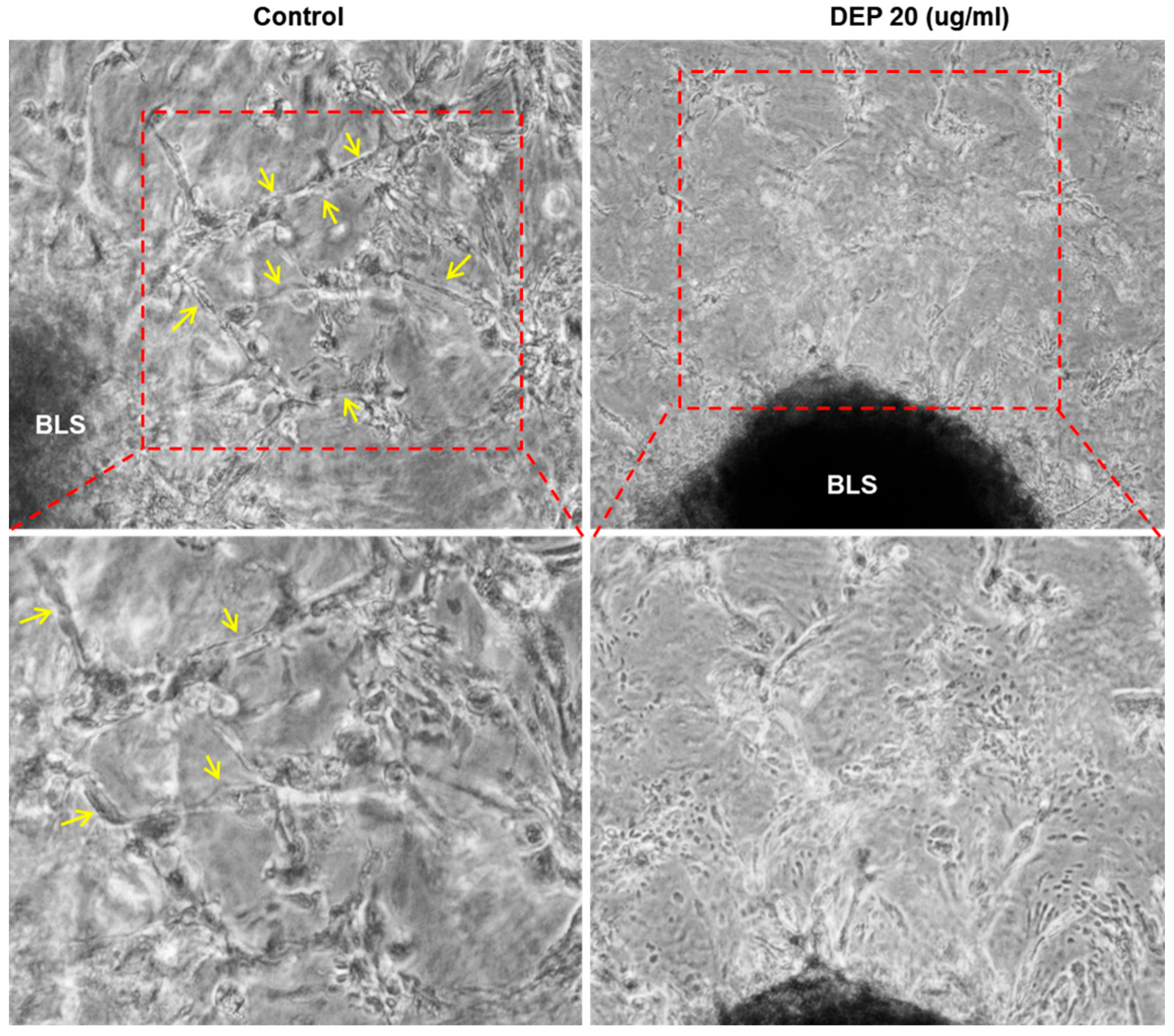 Cells 14 01317 g005 Cells 14 01317 g005