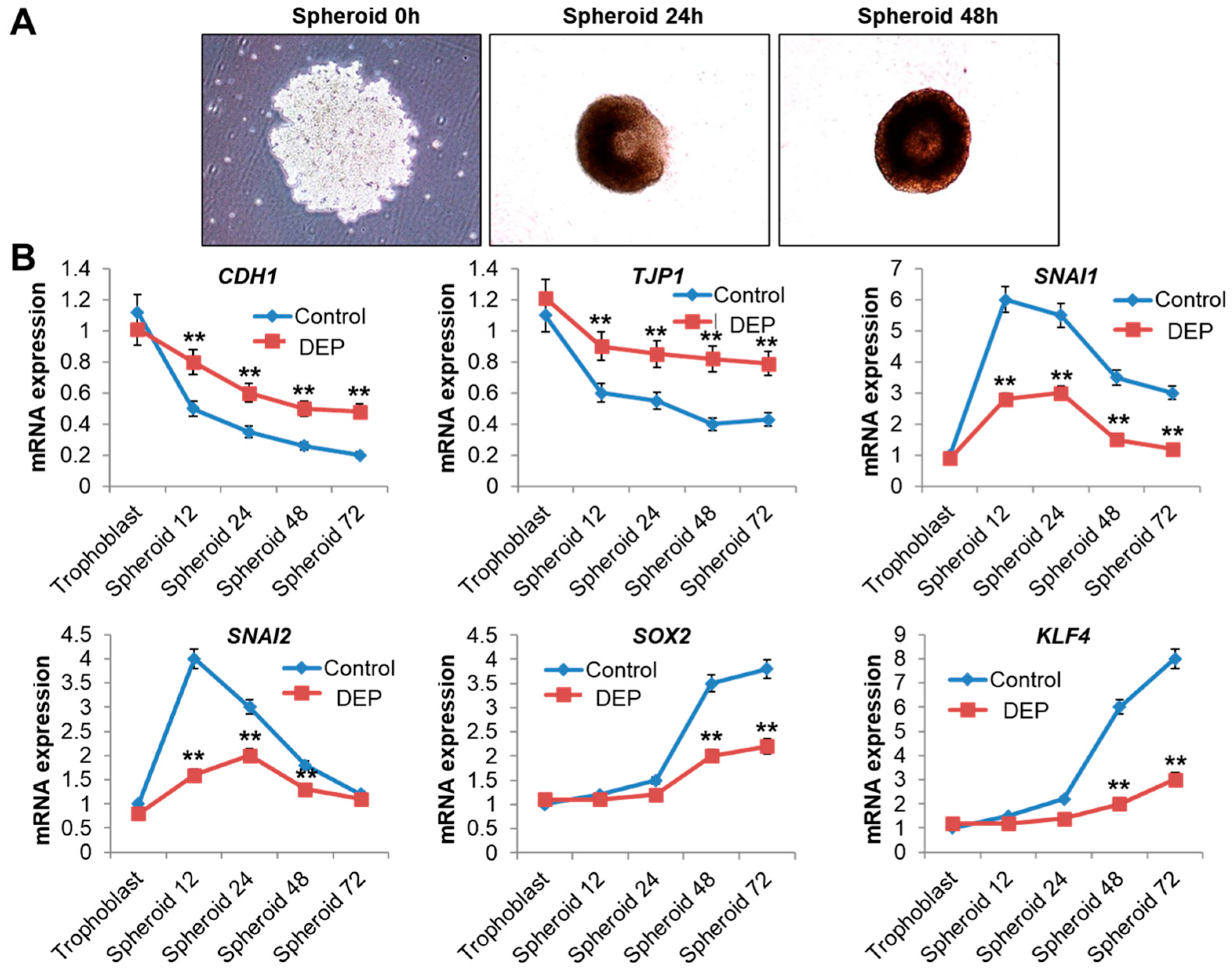 Cells 14 01317 g006 Cells 14 01317 g006