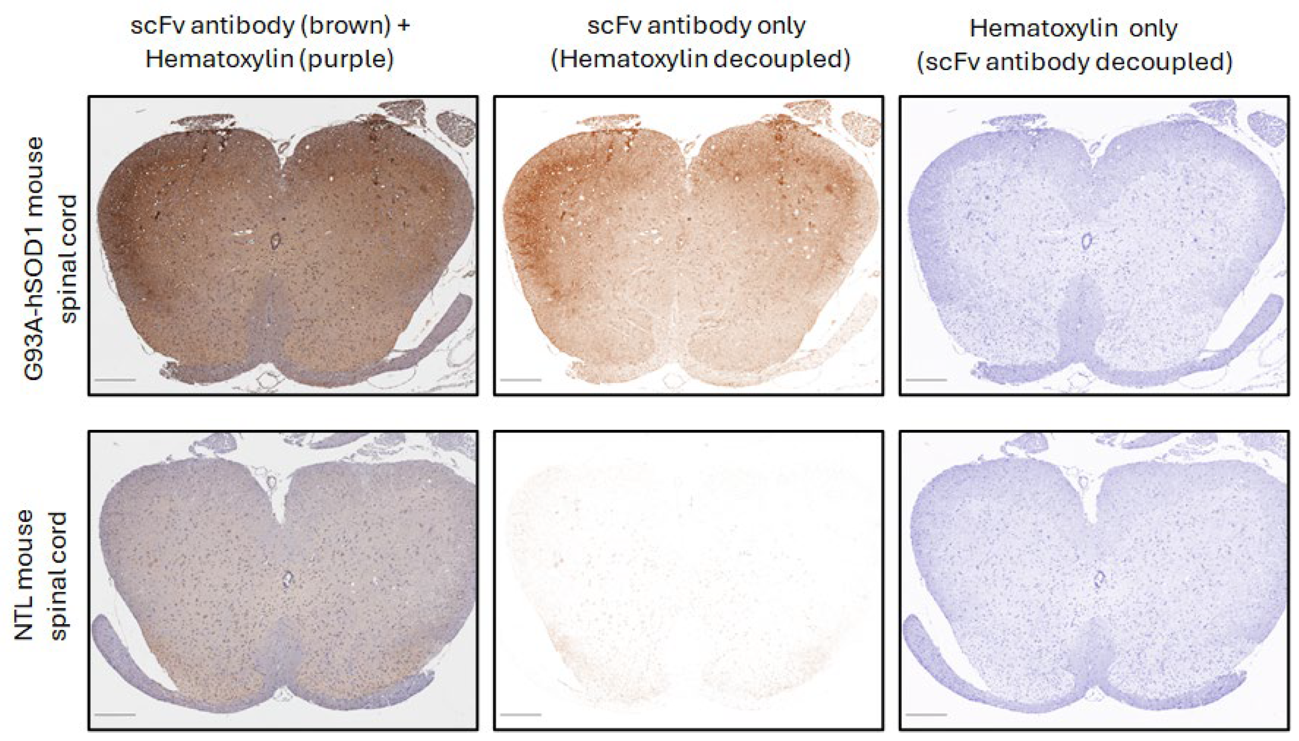 Cells 14 01318 g001 Cells 14 01318 g001