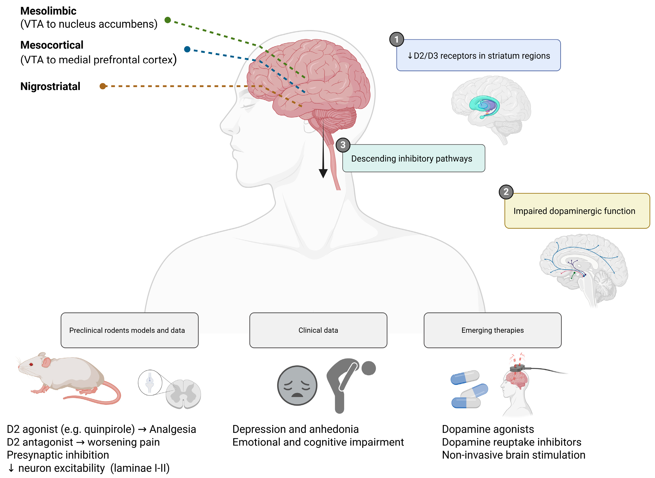 Cells 14 01320 g002 Cells 14 01320 g002