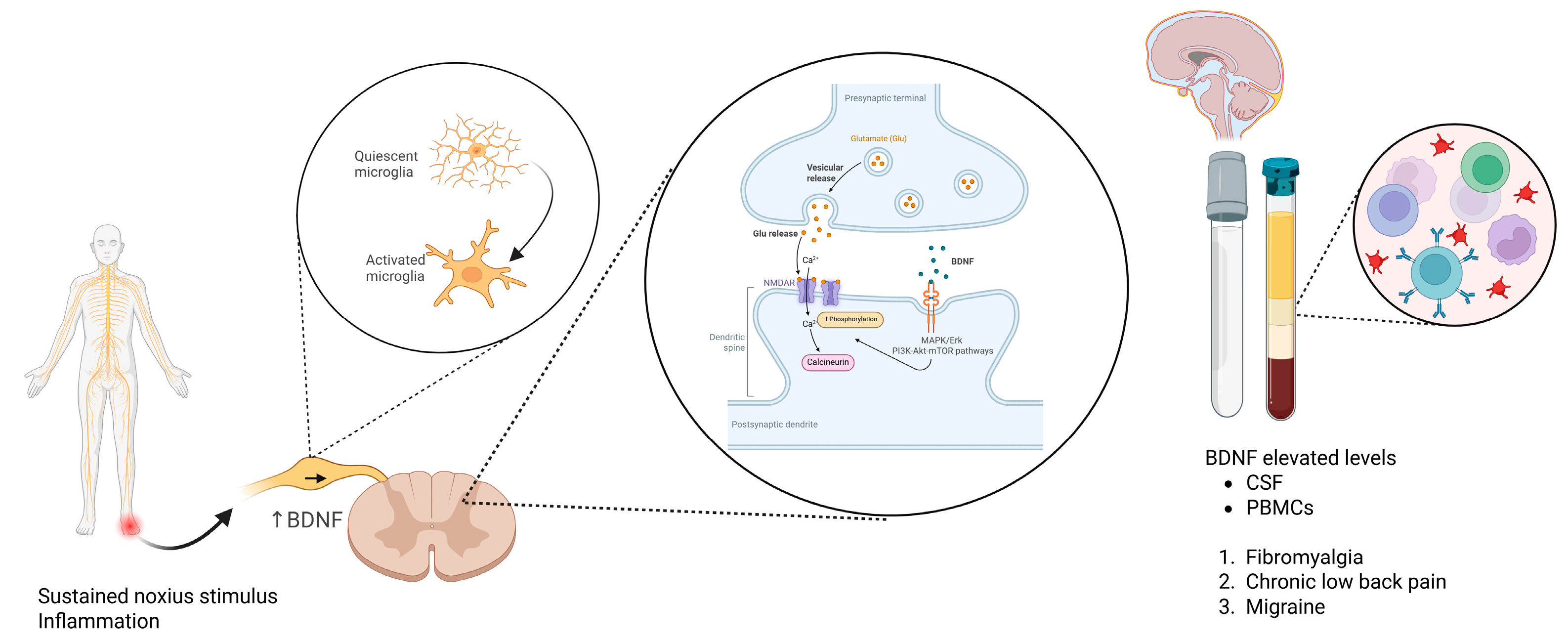 Cells 14 01320 g003 Cells 14 01320 g003