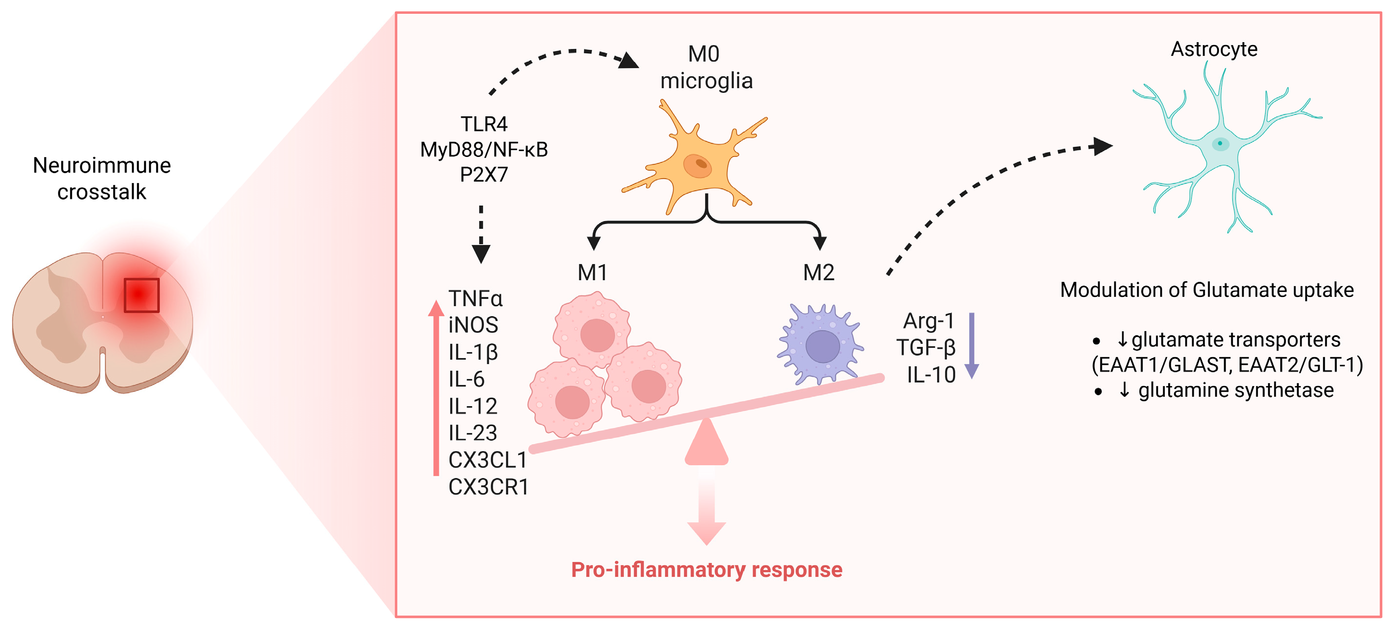 Cells 14 01320 g005 Cells 14 01320 g005