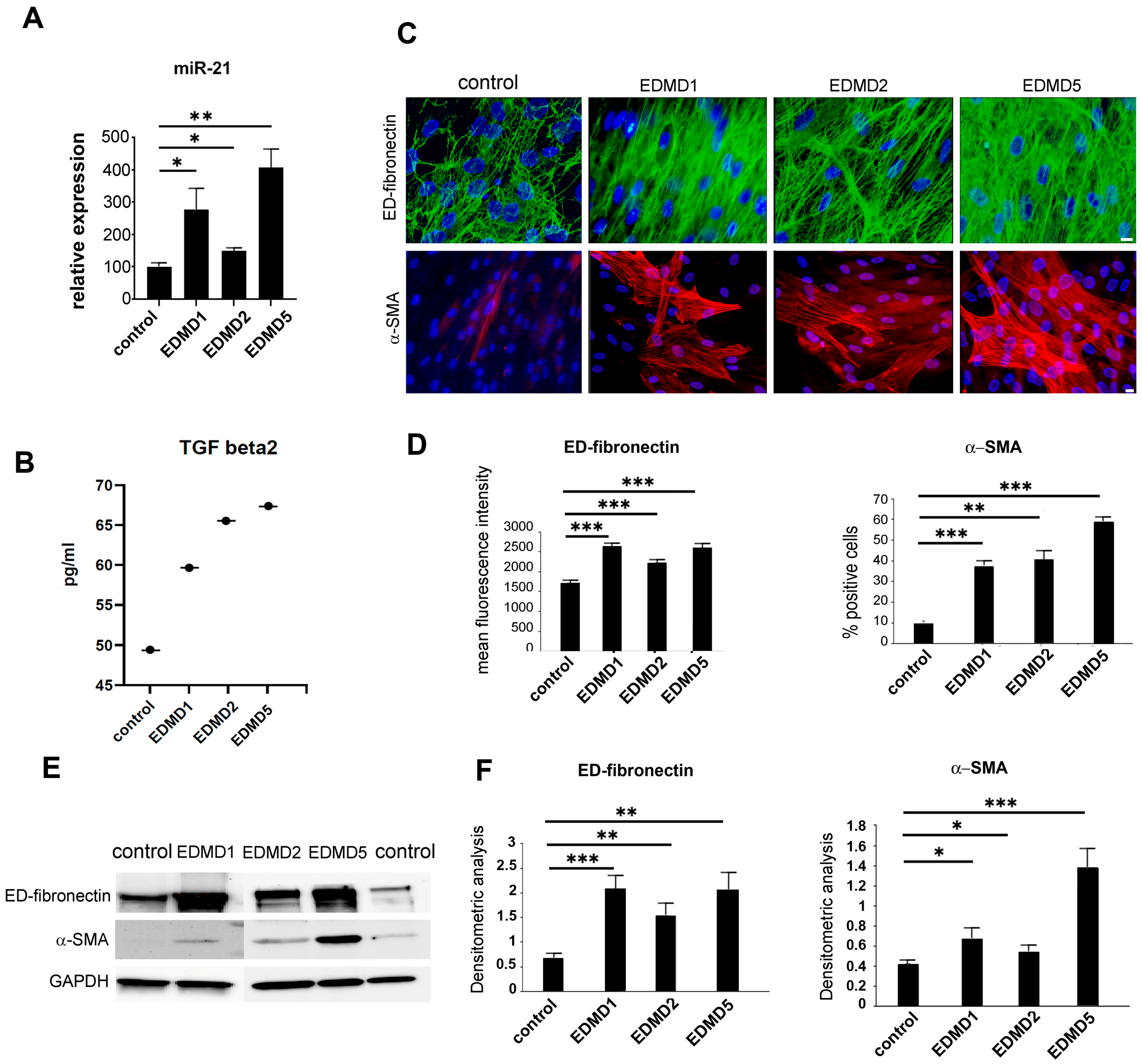 Cells 14 01321 g001 Cells 14 01321 g001