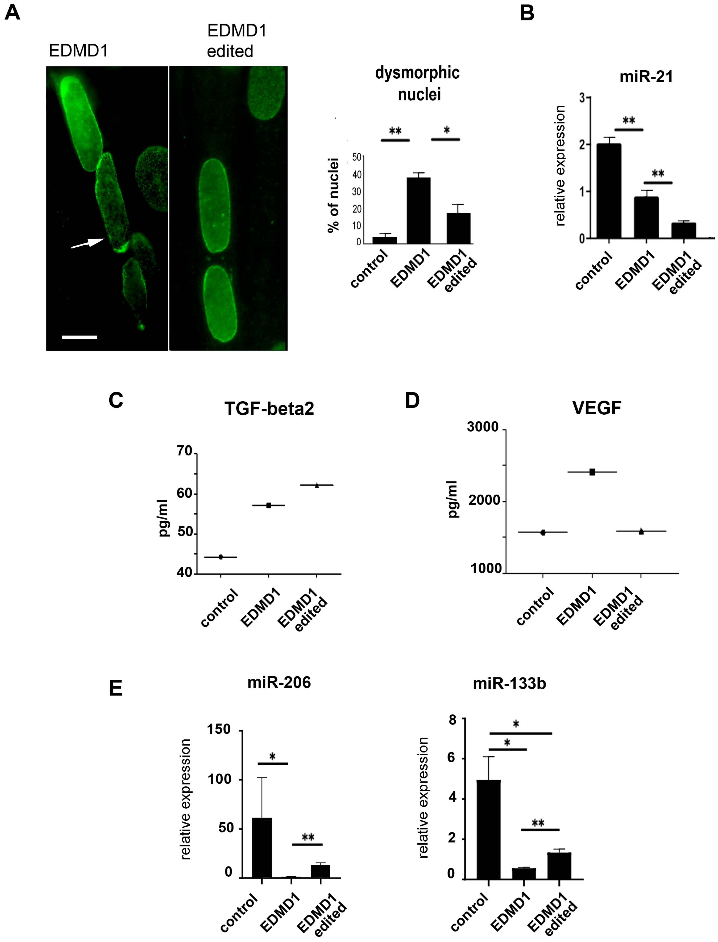 Cells 14 01321 g006 Cells 14 01321 g006