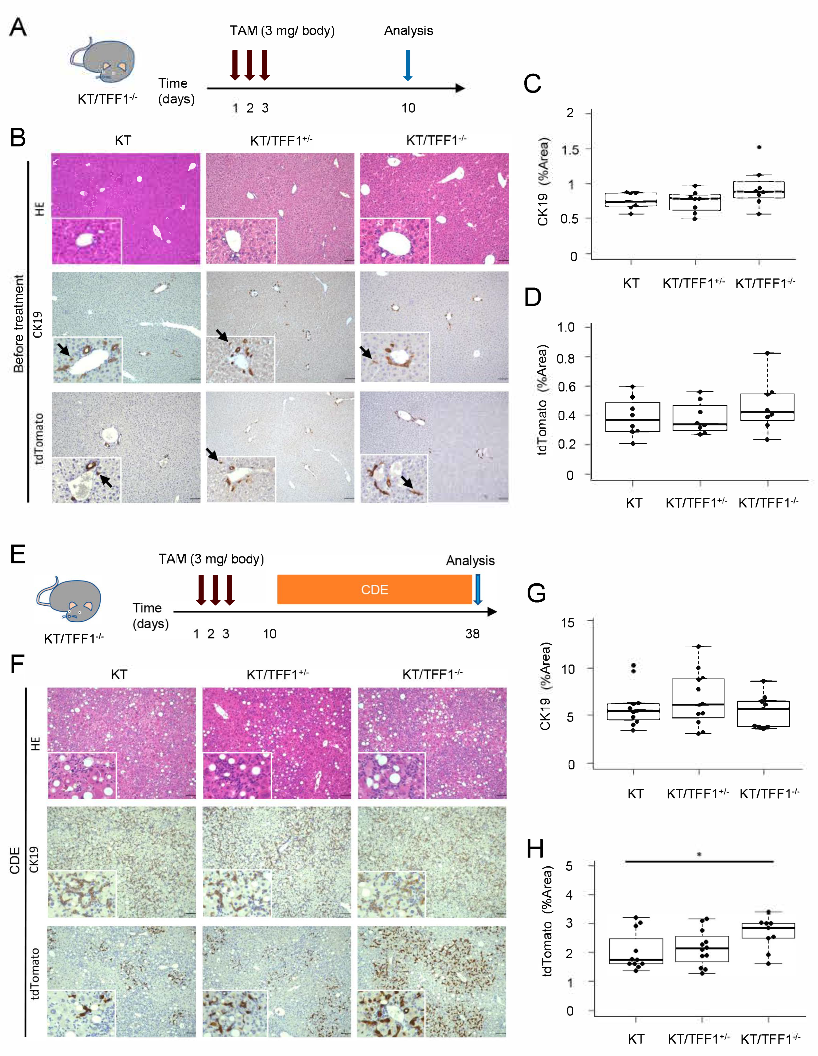 Cells 14 01323 g001 Cells 14 01323 g001
