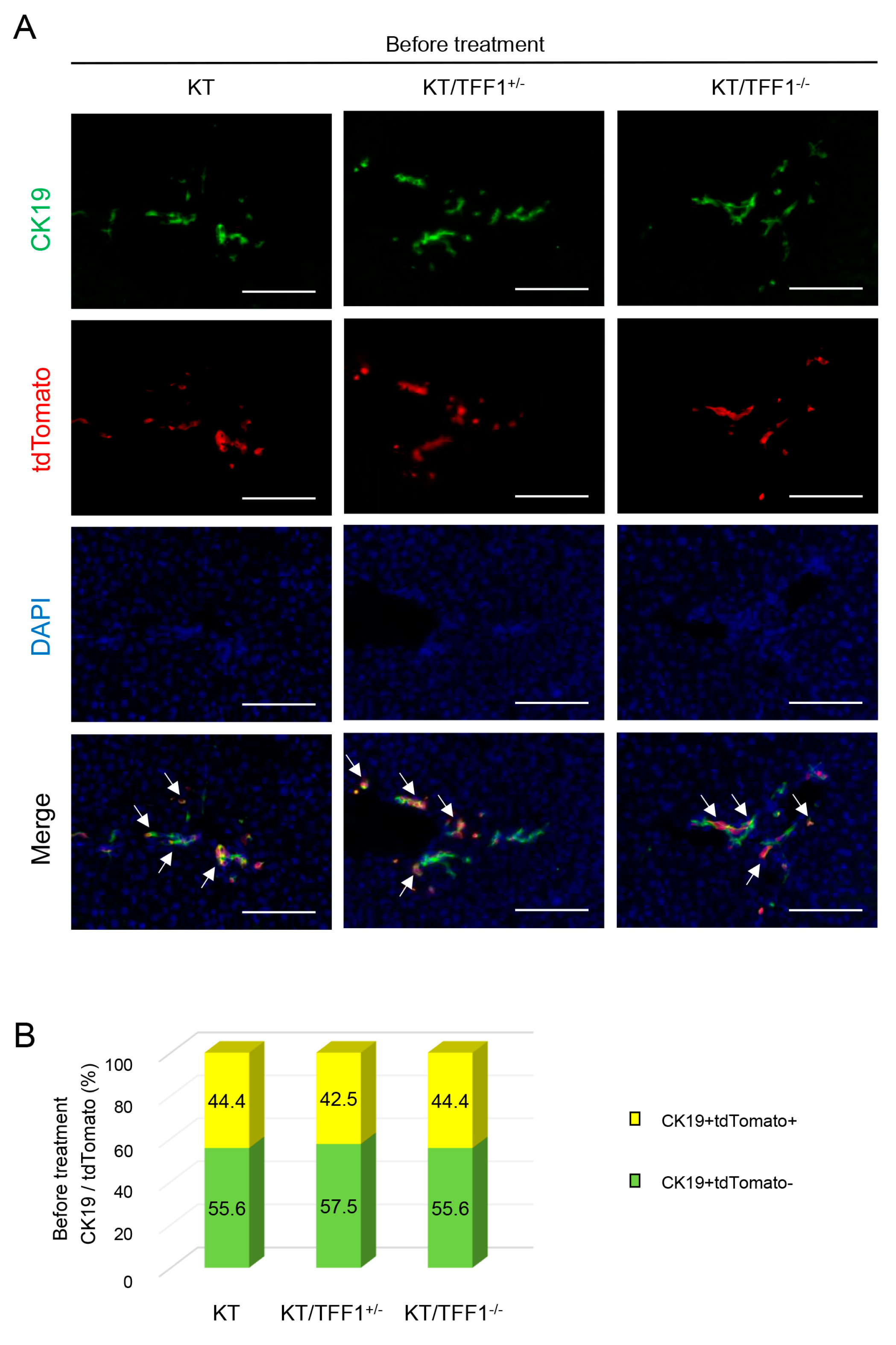 Cells 14 01323 g002 Cells 14 01323 g002