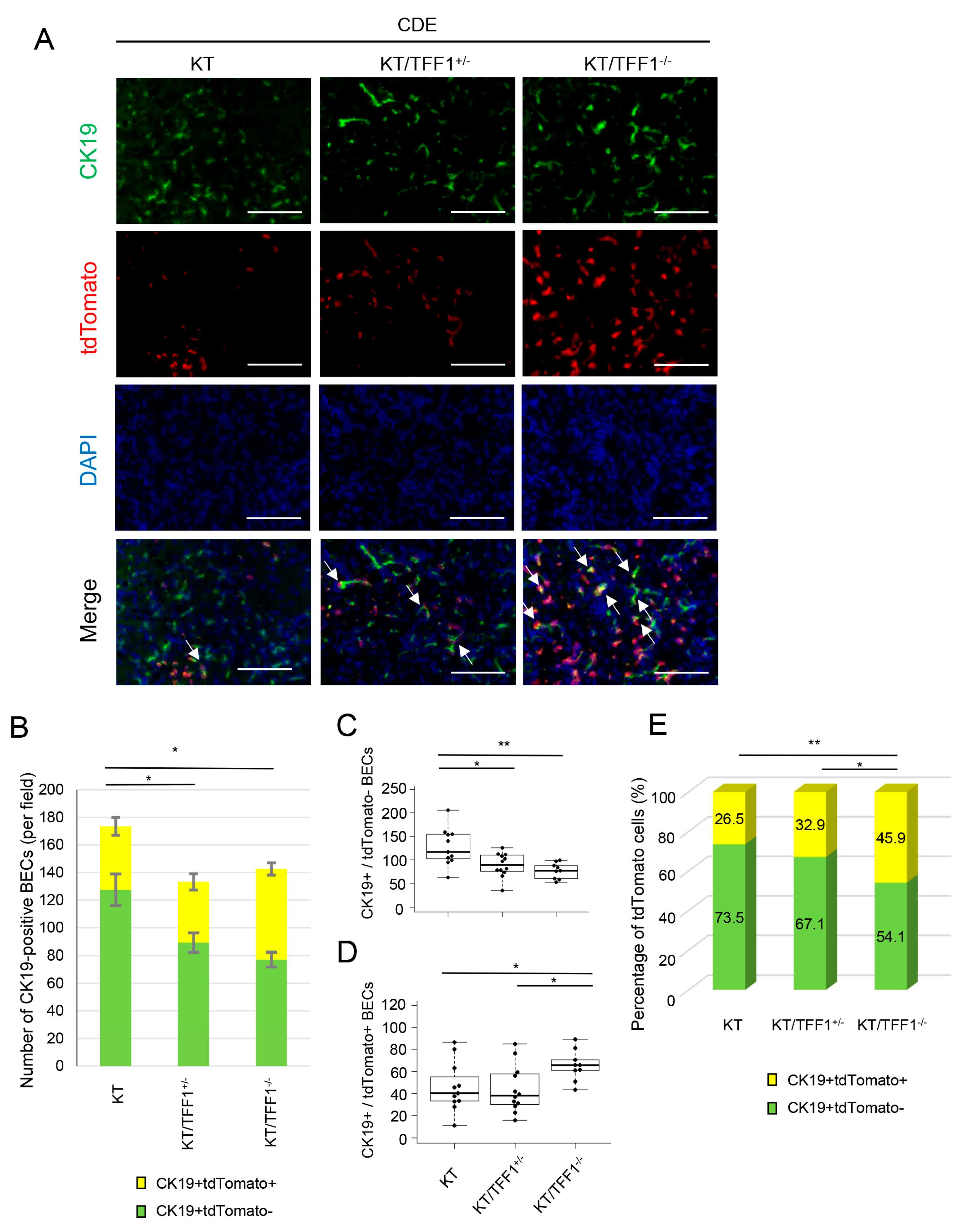 Cells 14 01323 g003 Cells 14 01323 g003