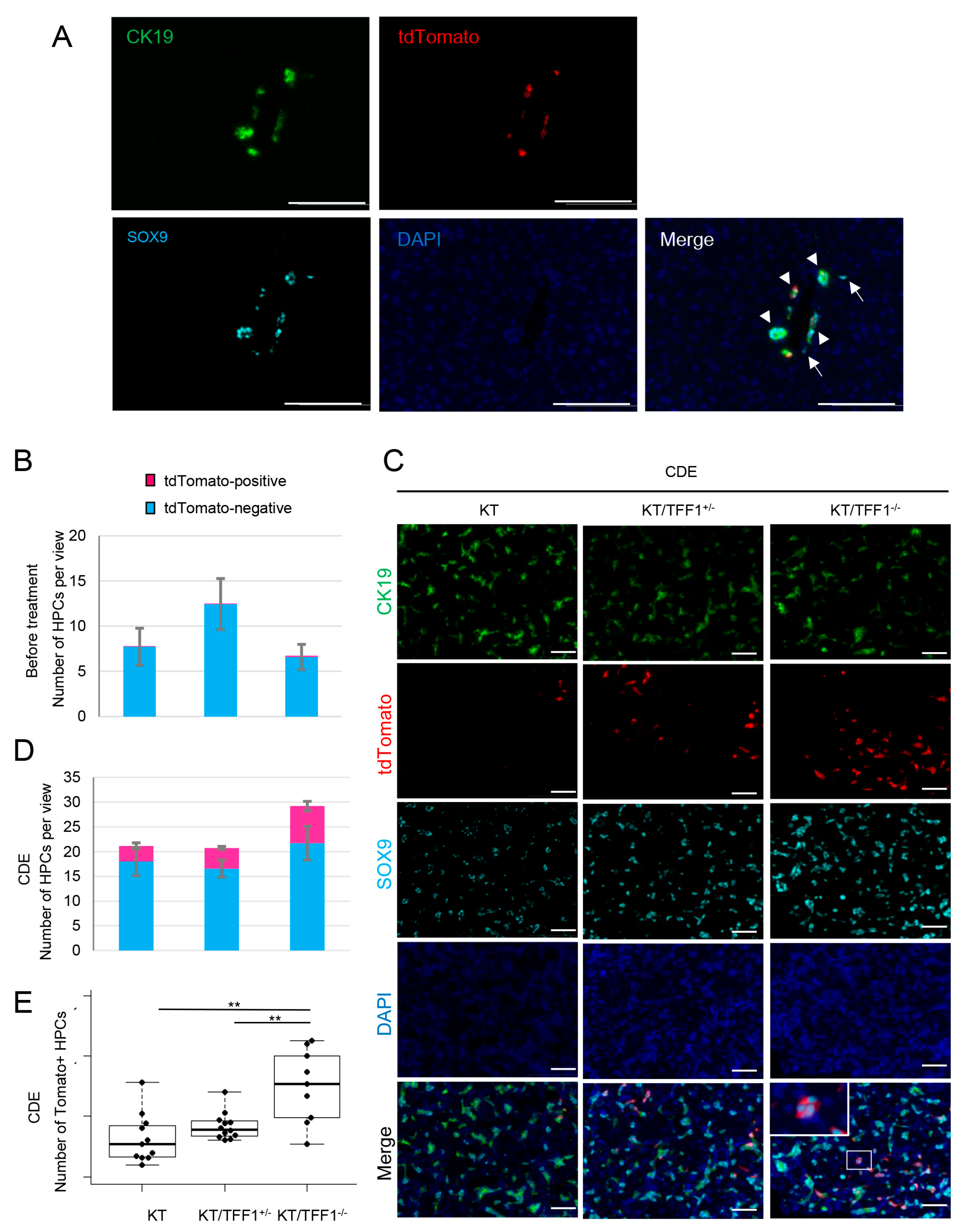 Cells 14 01323 g005 Cells 14 01323 g005