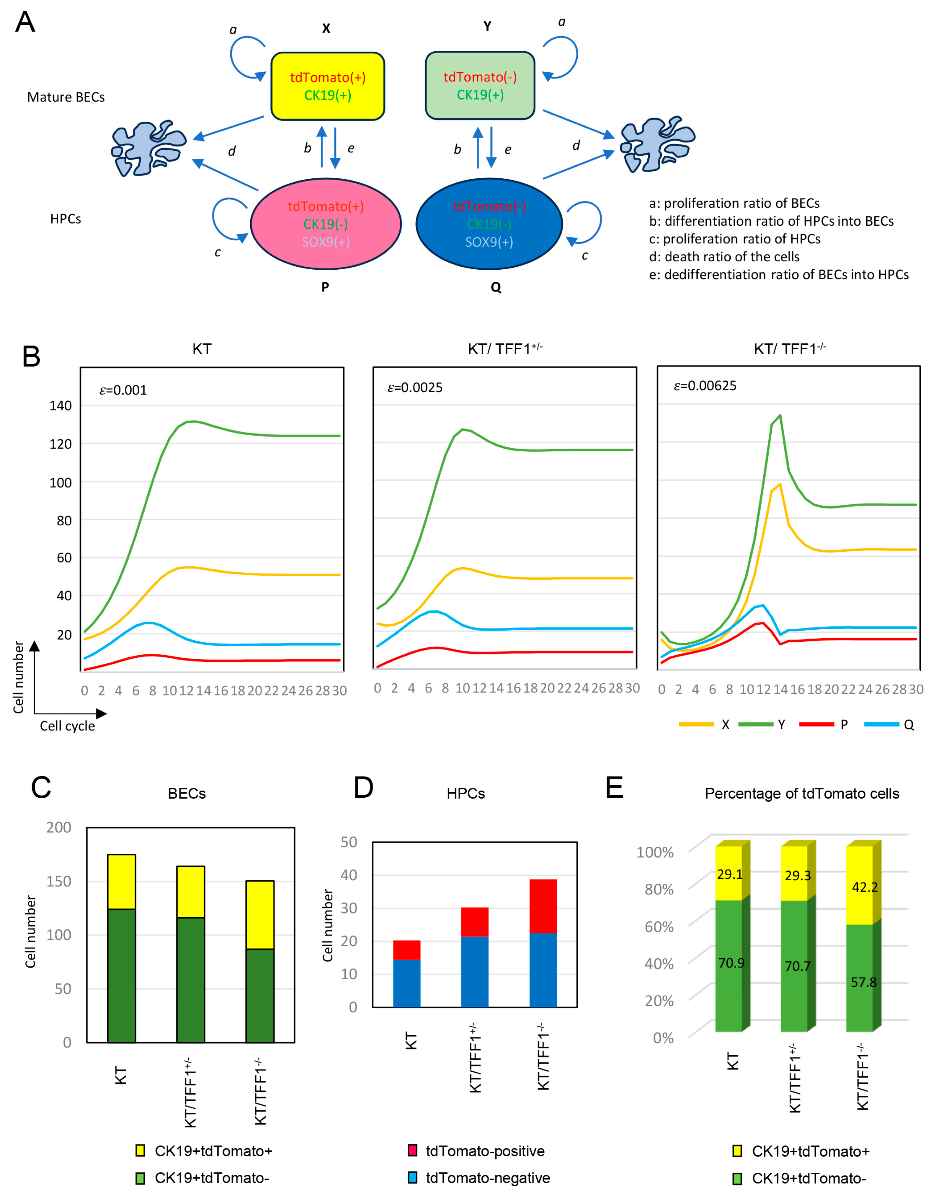 Cells 14 01323 g006 Cells 14 01323 g006