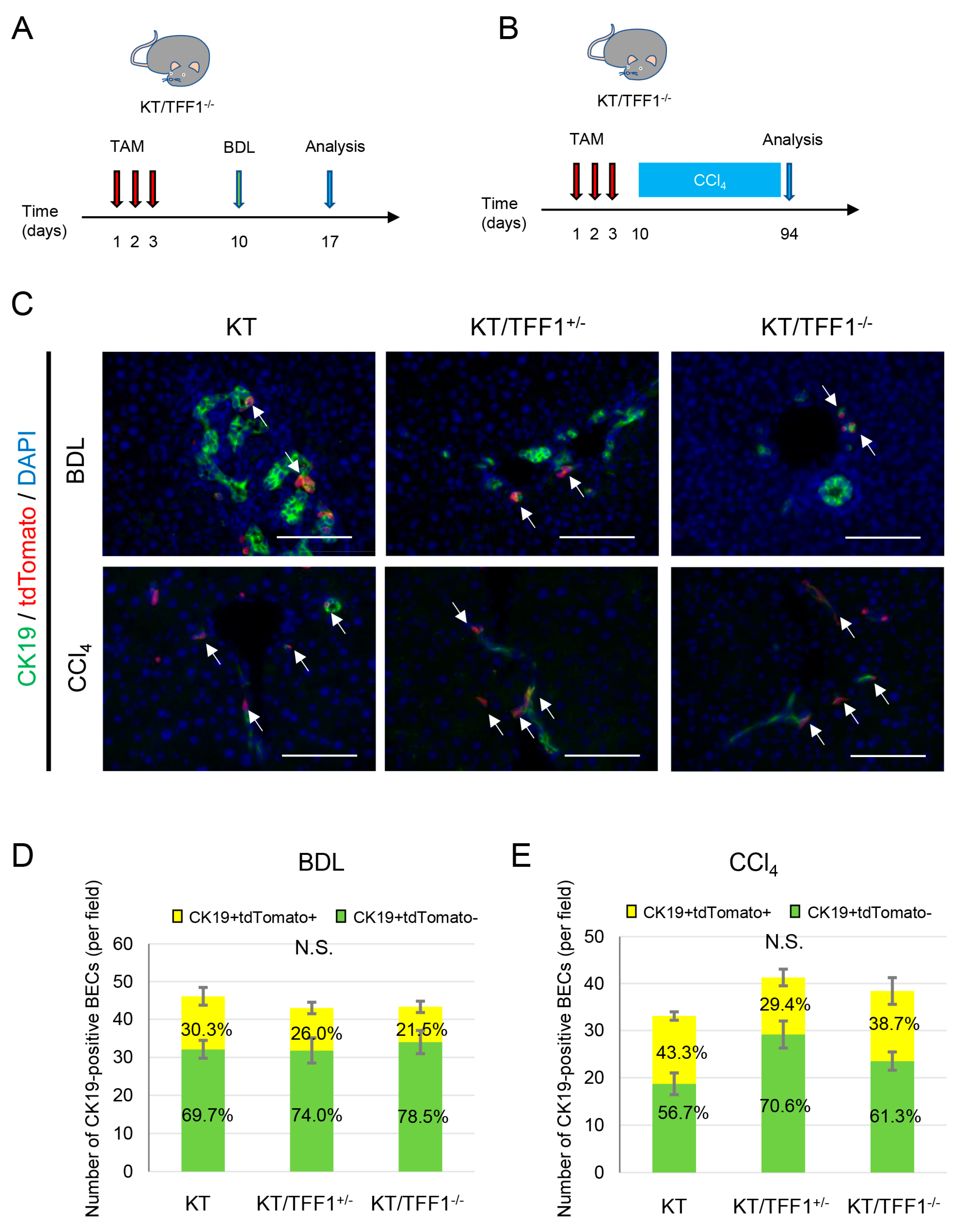 Cells 14 01323 g008 Cells 14 01323 g008