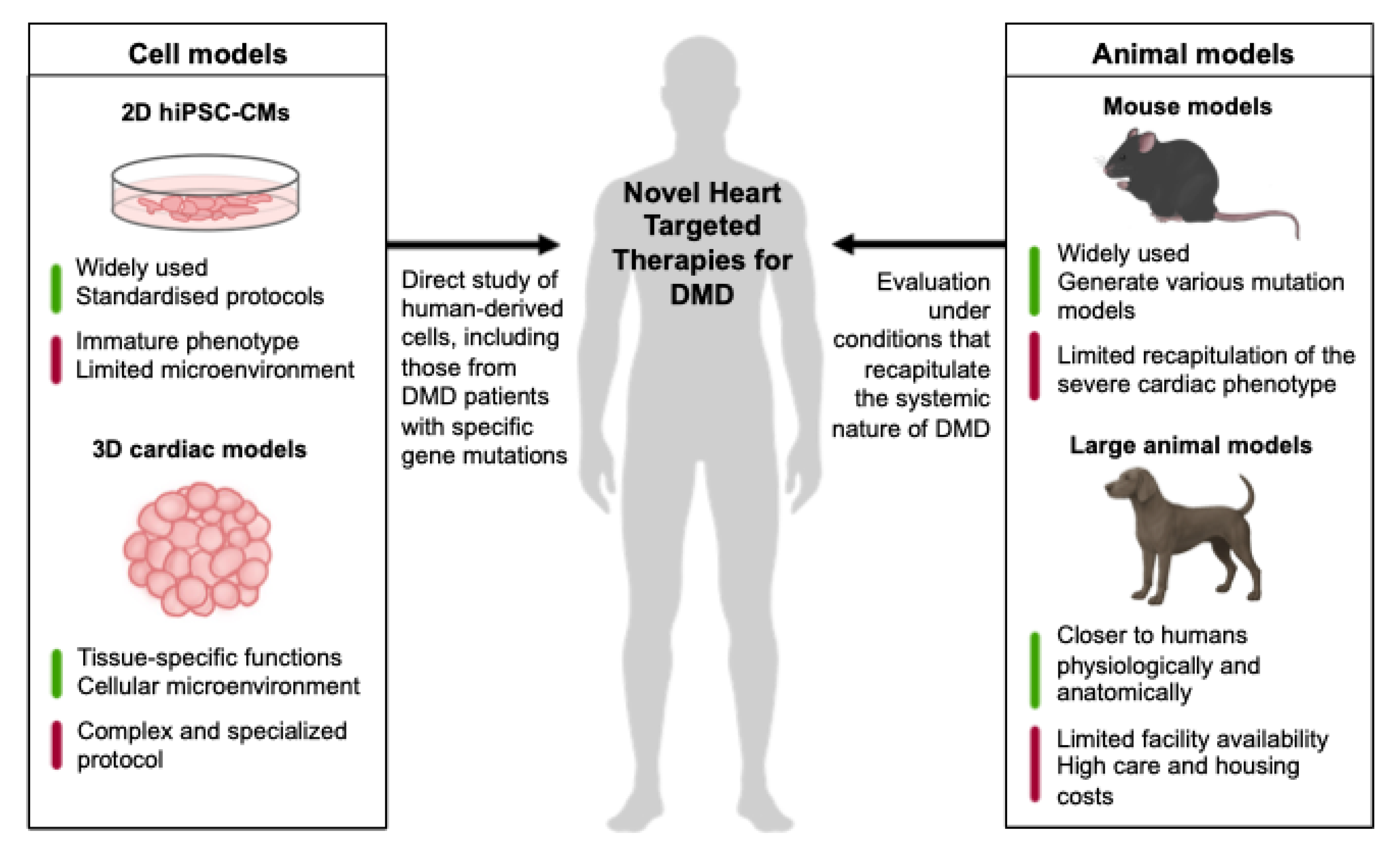 Cells 14 01326 g001 Cells 14 01326 g001