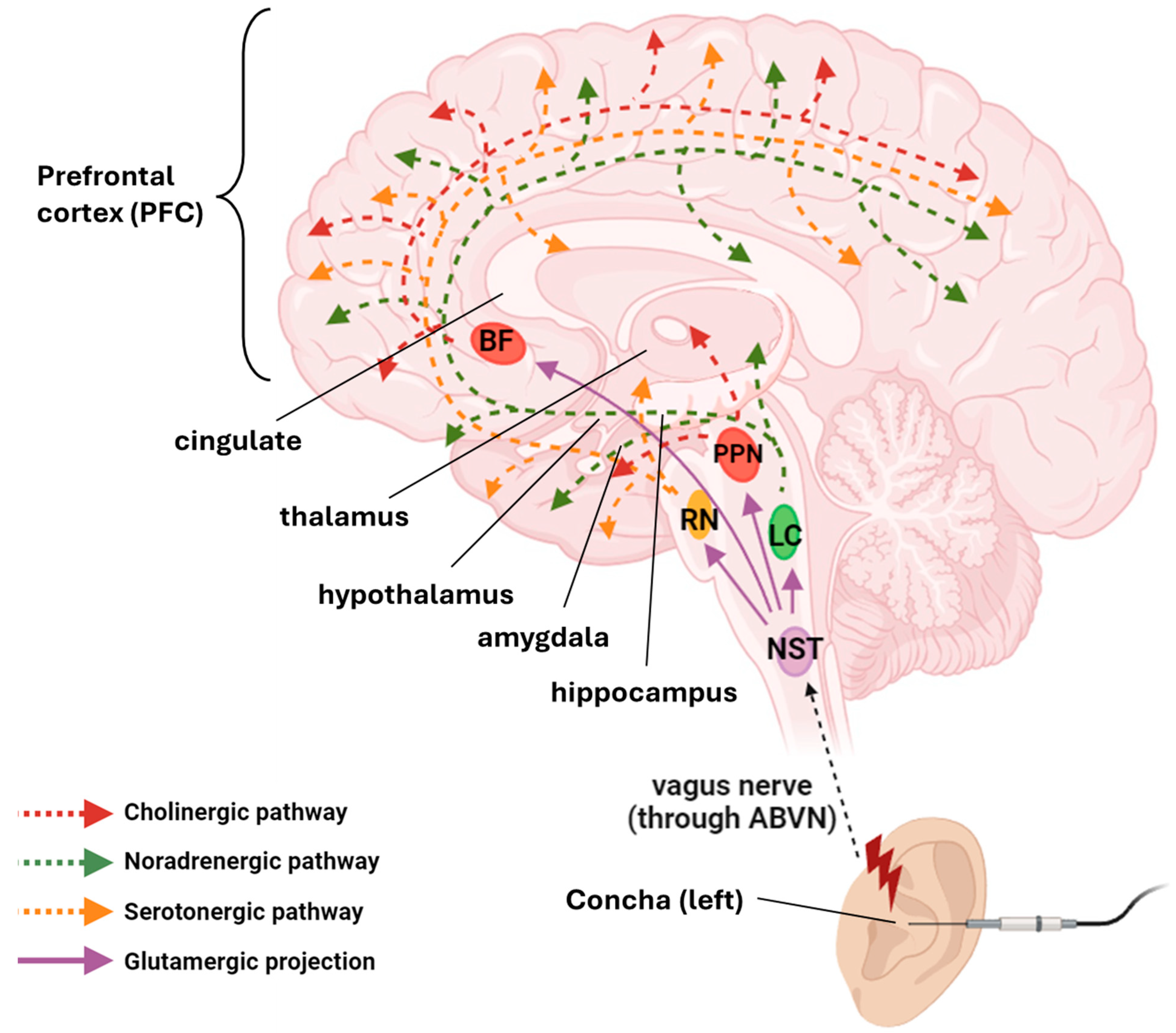 Cells 14 01327 g001 Cells 14 01327 g001