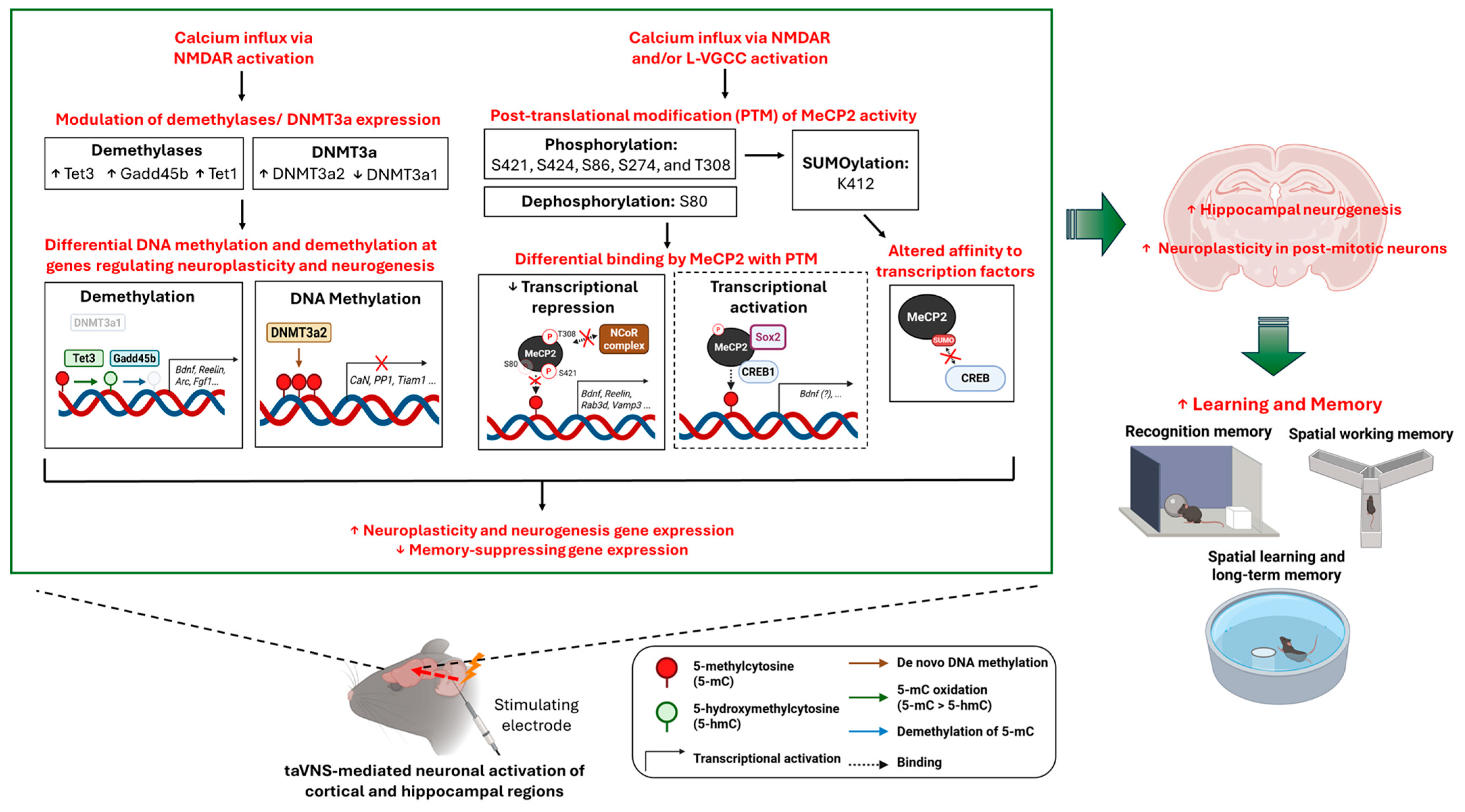Cells 14 01327 g002 Cells 14 01327 g002