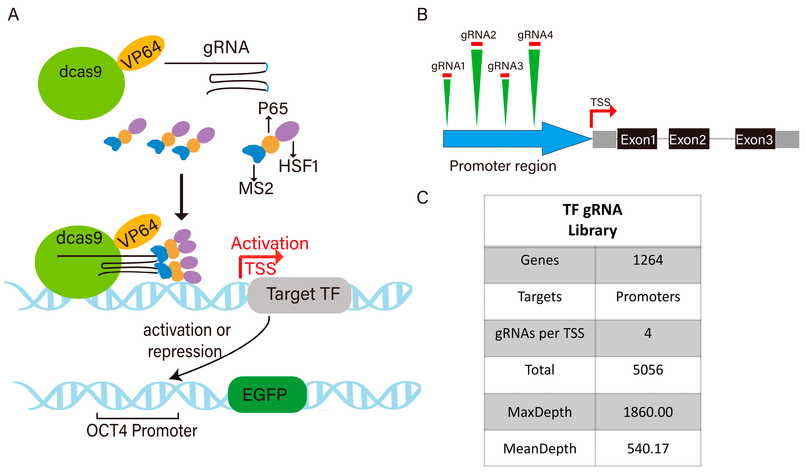 Cells 14 01330 g001 Cells 14 01330 g001