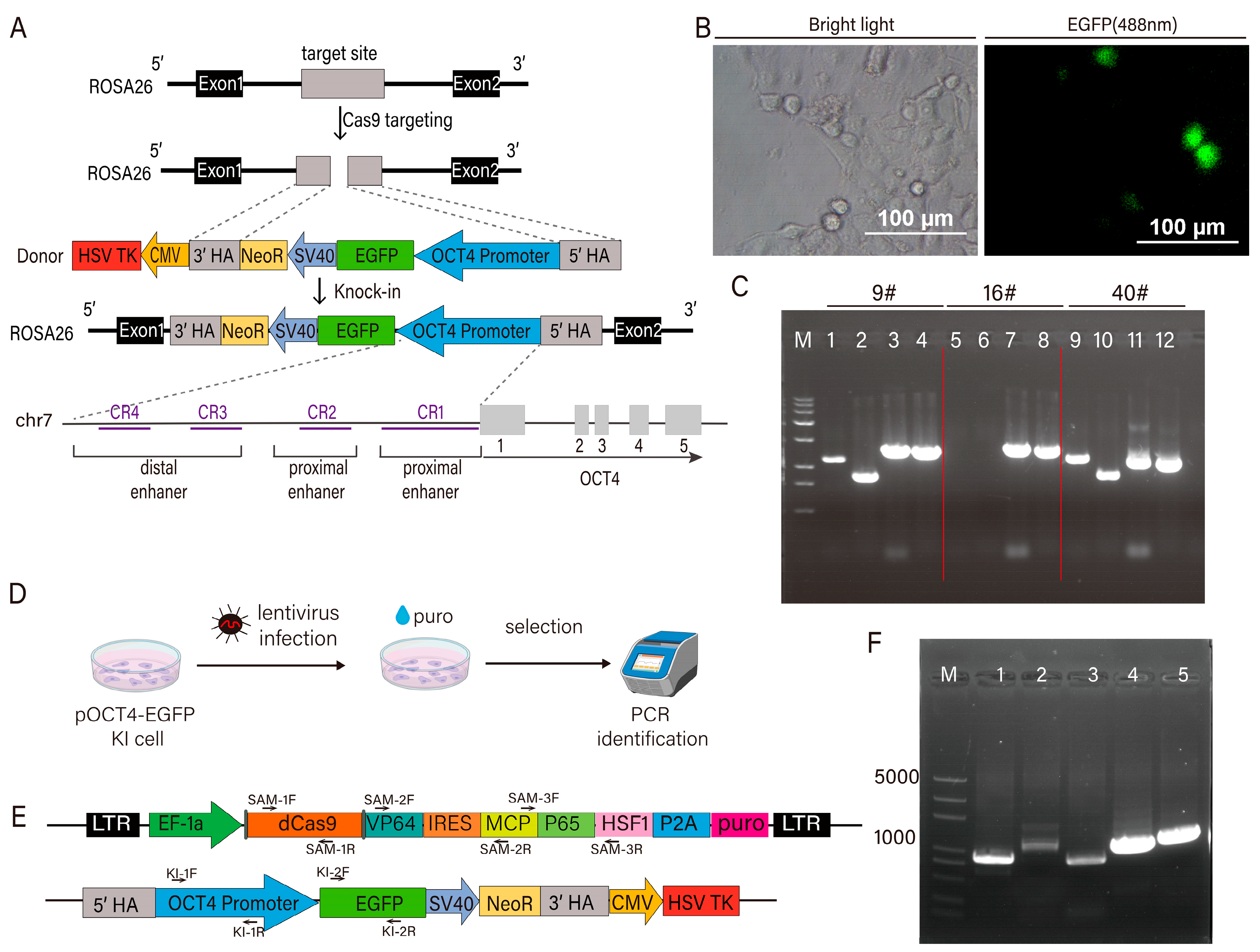 Cells 14 01330 g002 Cells 14 01330 g002