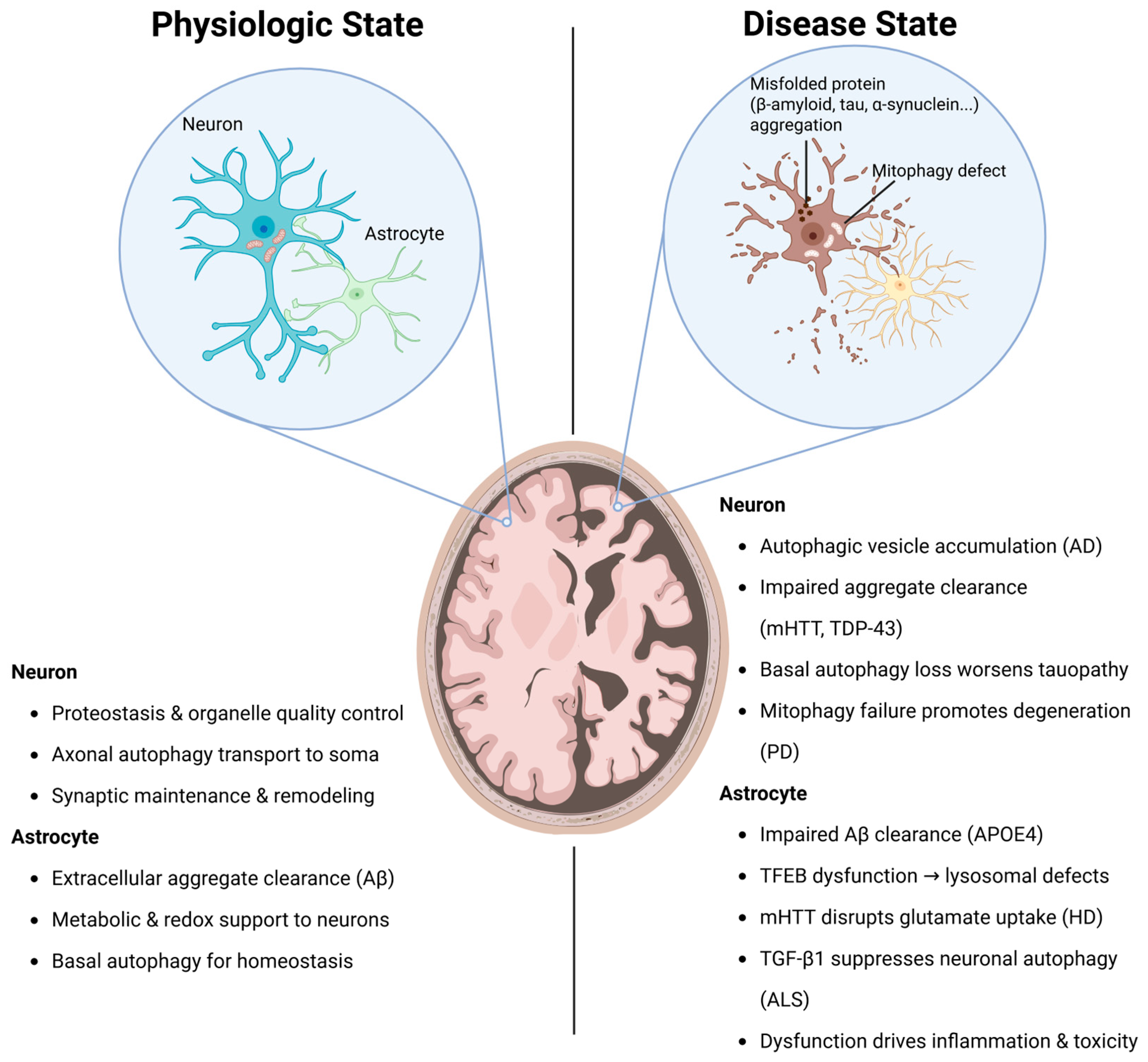 Cells 14 01342 g001 Cells 14 01342 g001