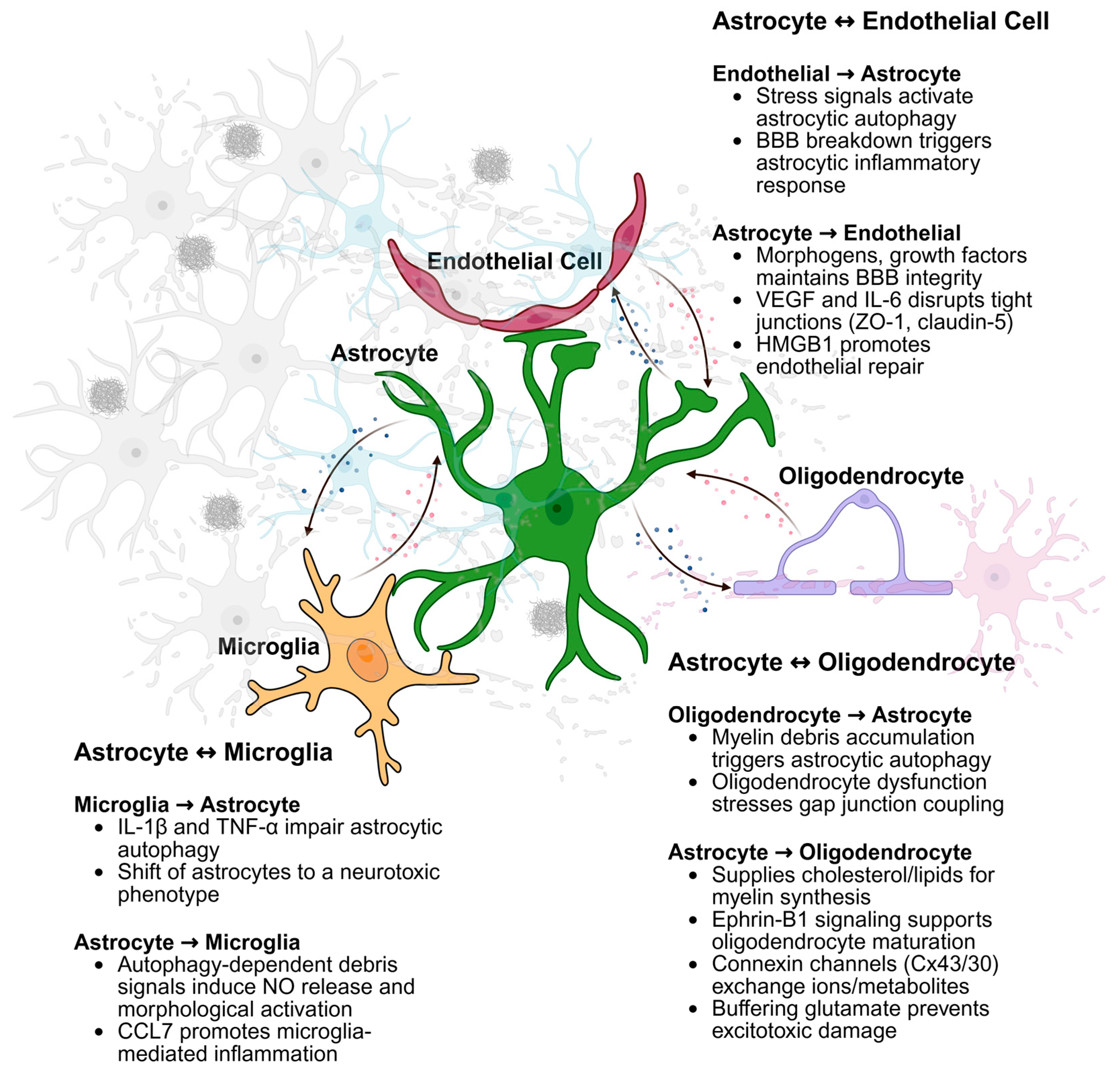 Cells 14 01342 g002 Cells 14 01342 g002