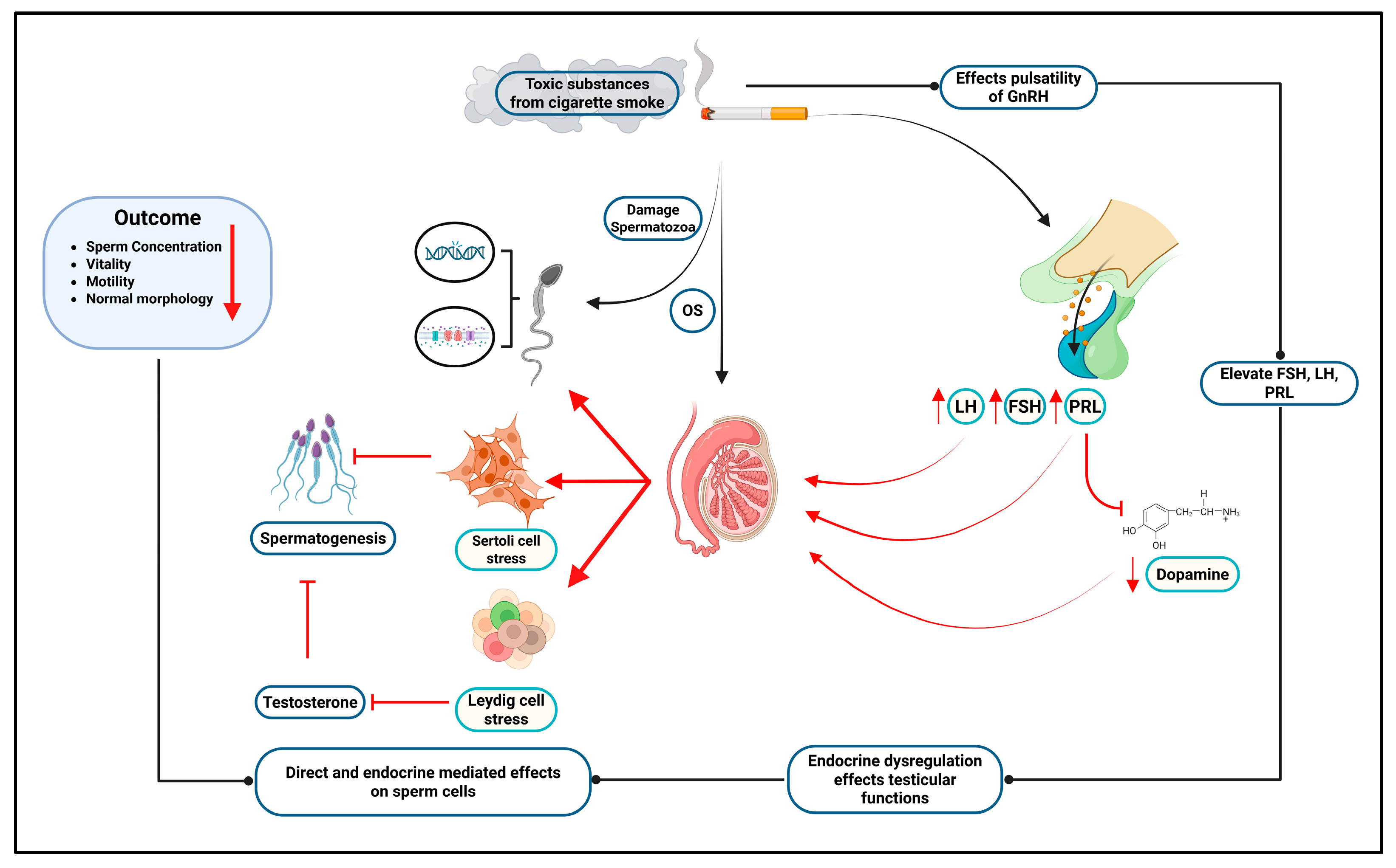 Cells 14 01345 g004 Cells 14 01345 g004