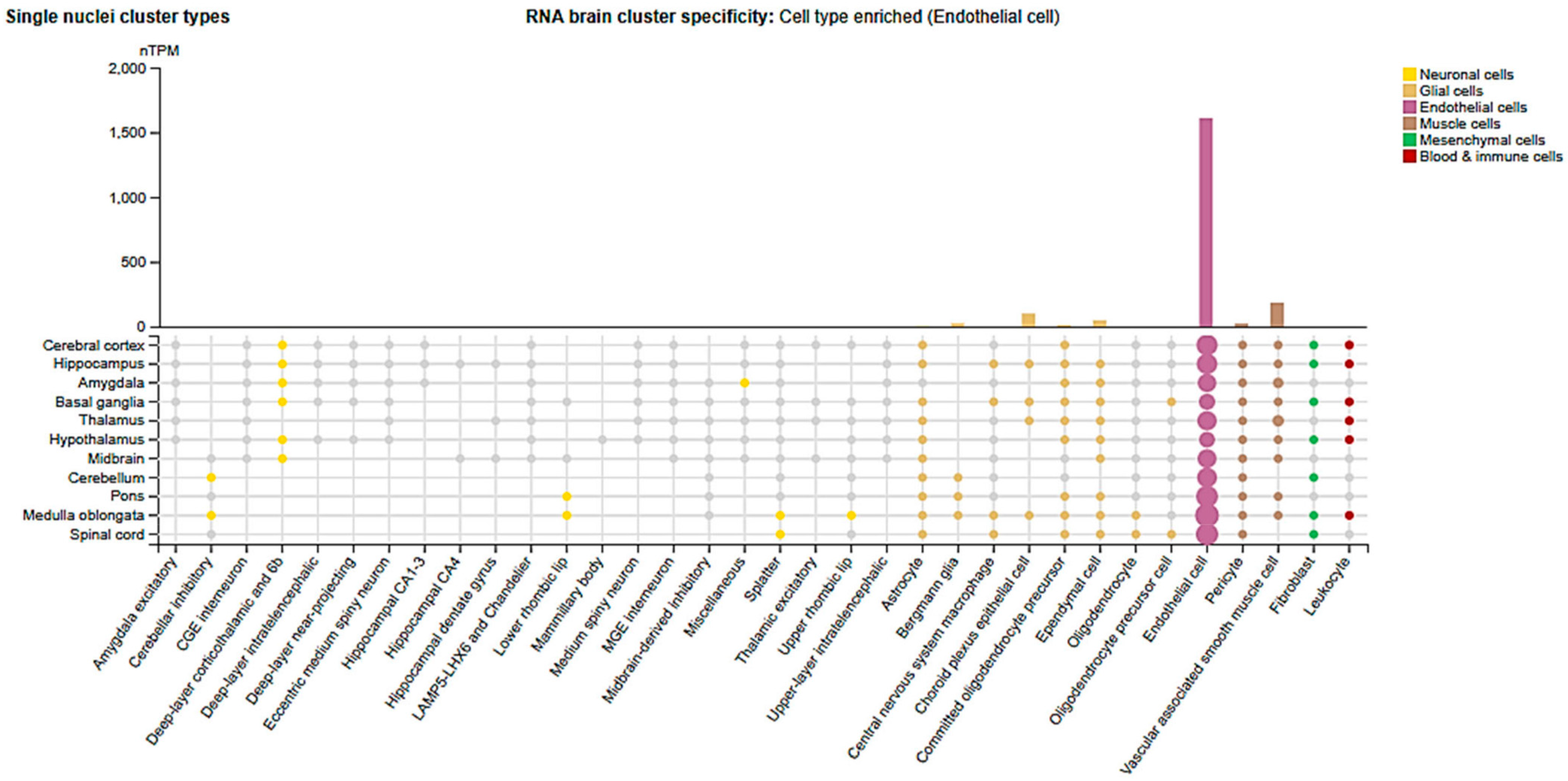 Cells 14 01346 g003 Cells 14 01346 g003