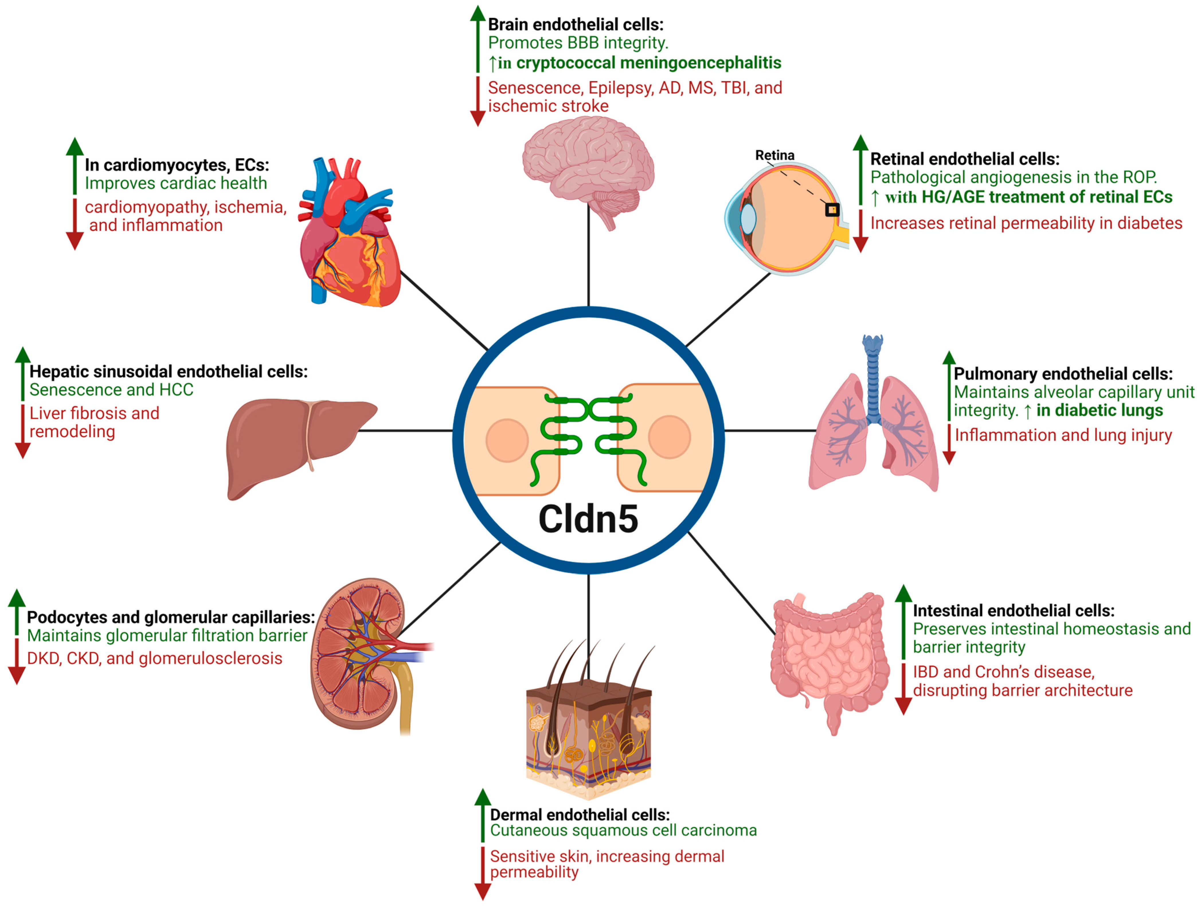 Cells 14 01346 g004 Cells 14 01346 g004