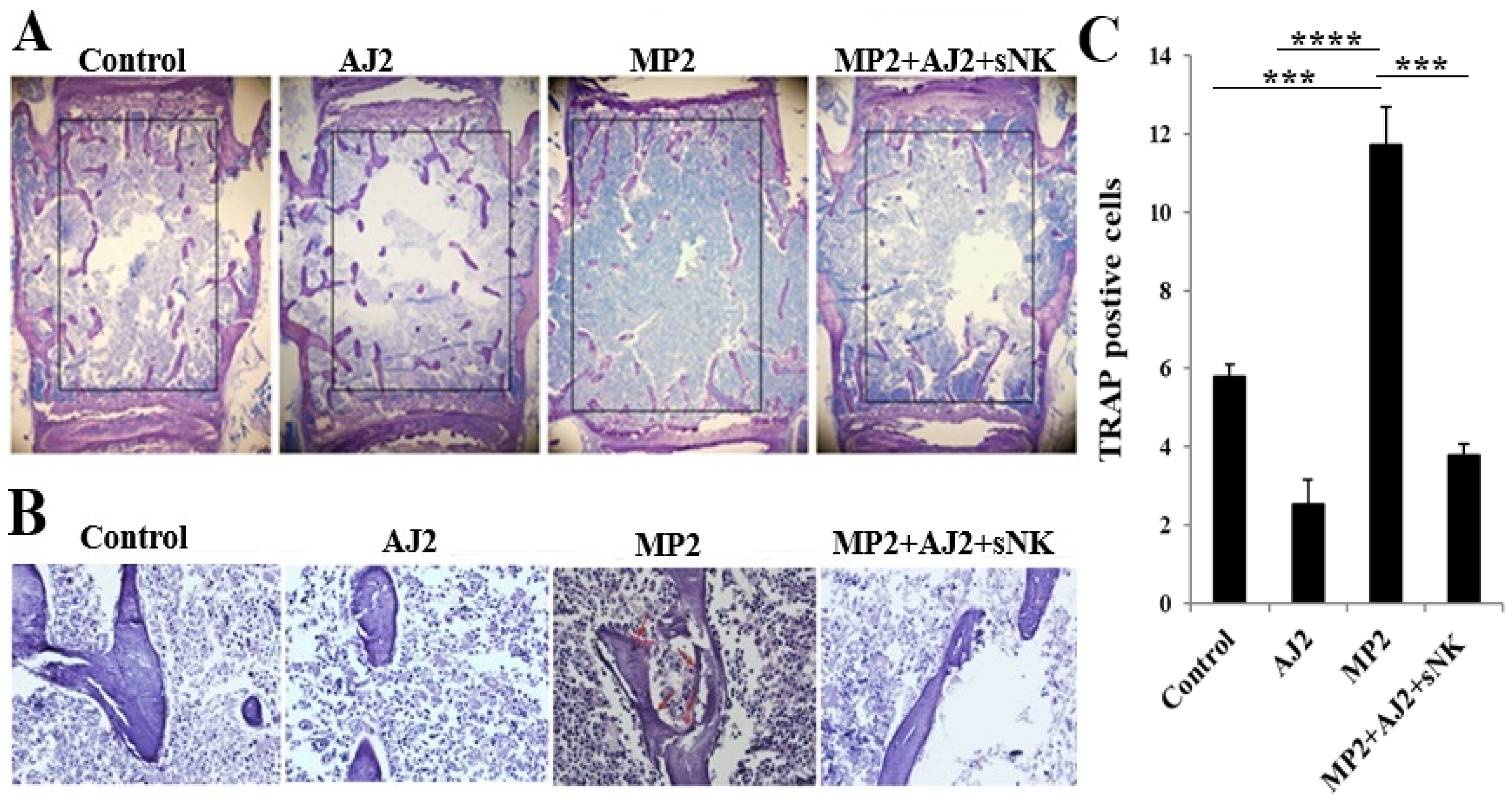 Cells 14 01347 g004 Cells 14 01347 g004