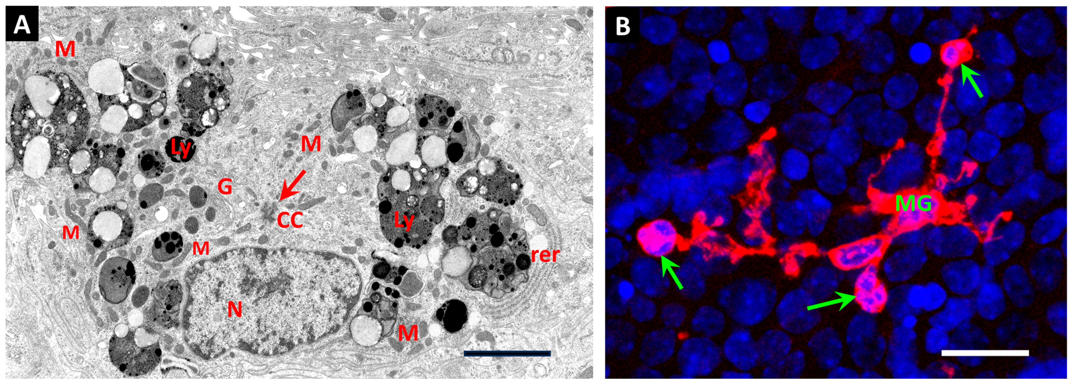 Cells 14 01349 g001 Cells 14 01349 g001