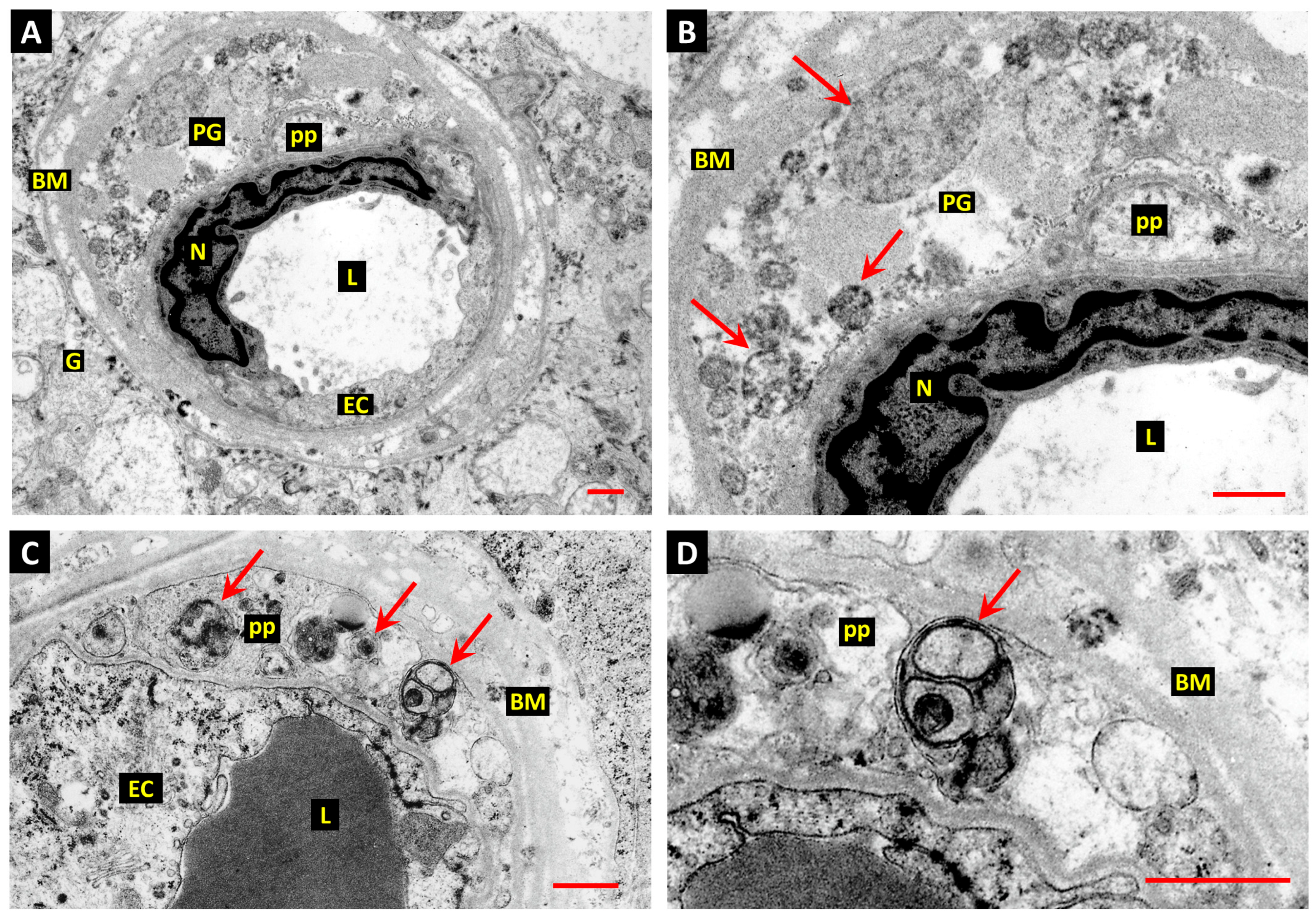 Cells 14 01349 g003 Cells 14 01349 g003