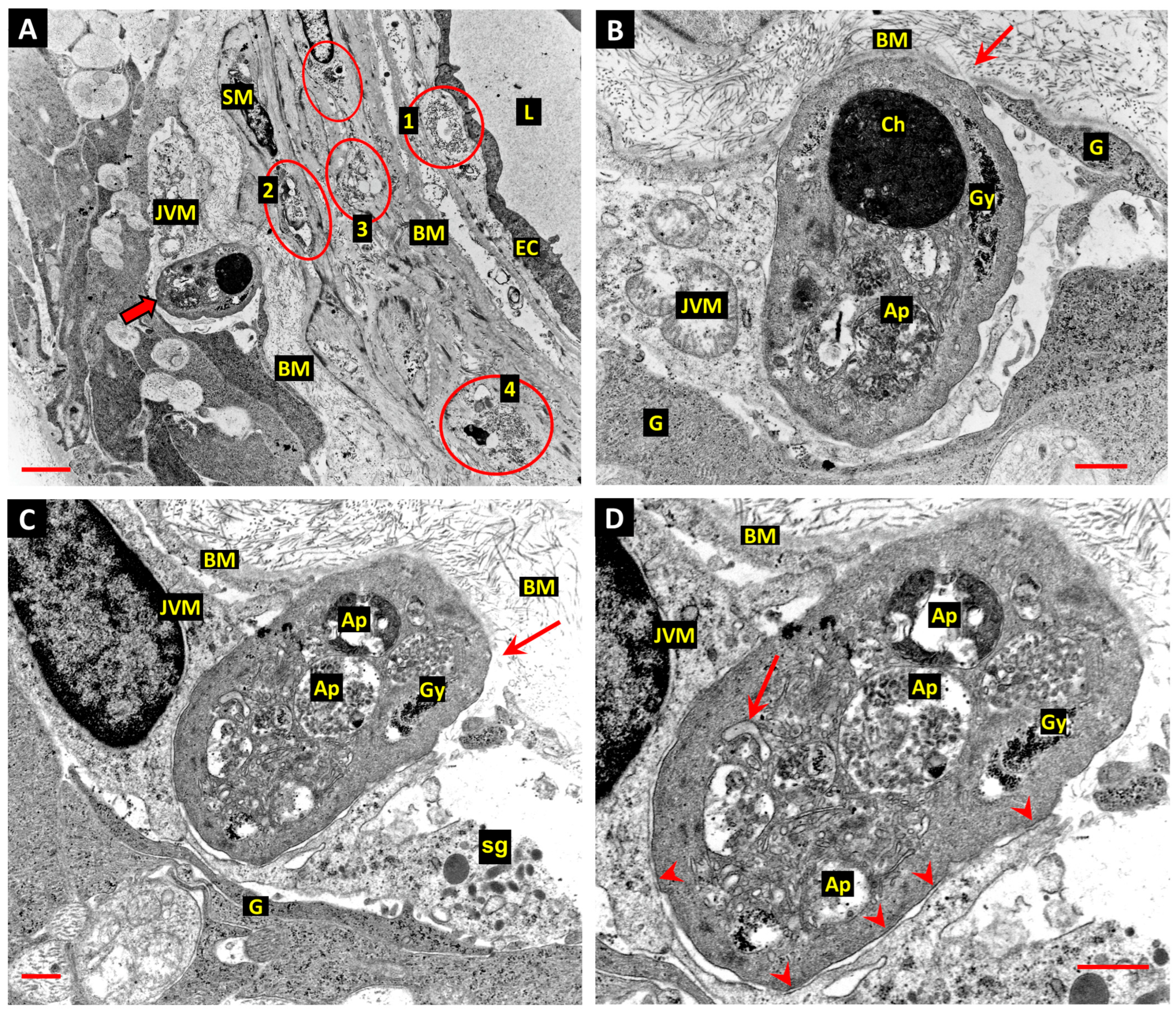 Cells 14 01349 g005 Cells 14 01349 g005