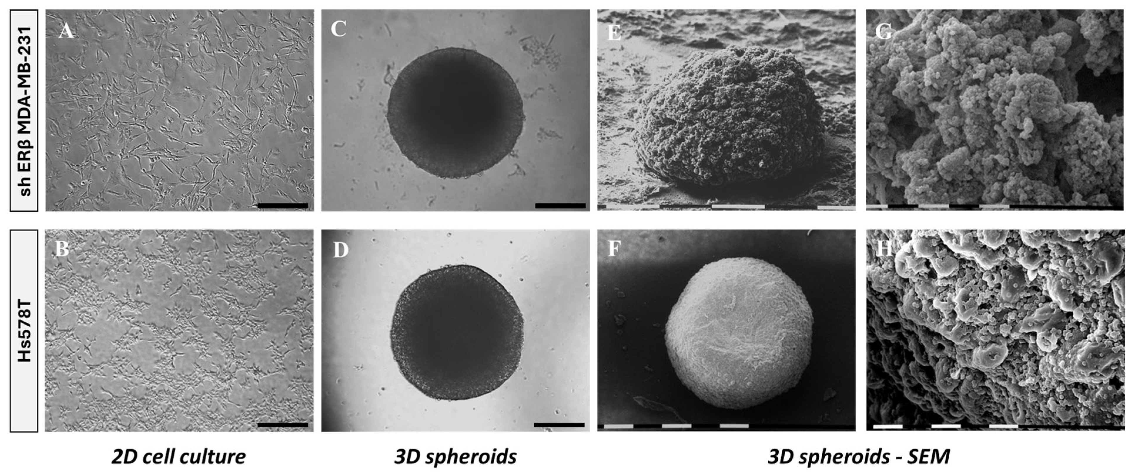 Cells 14 01351 g001 Cells 14 01351 g001