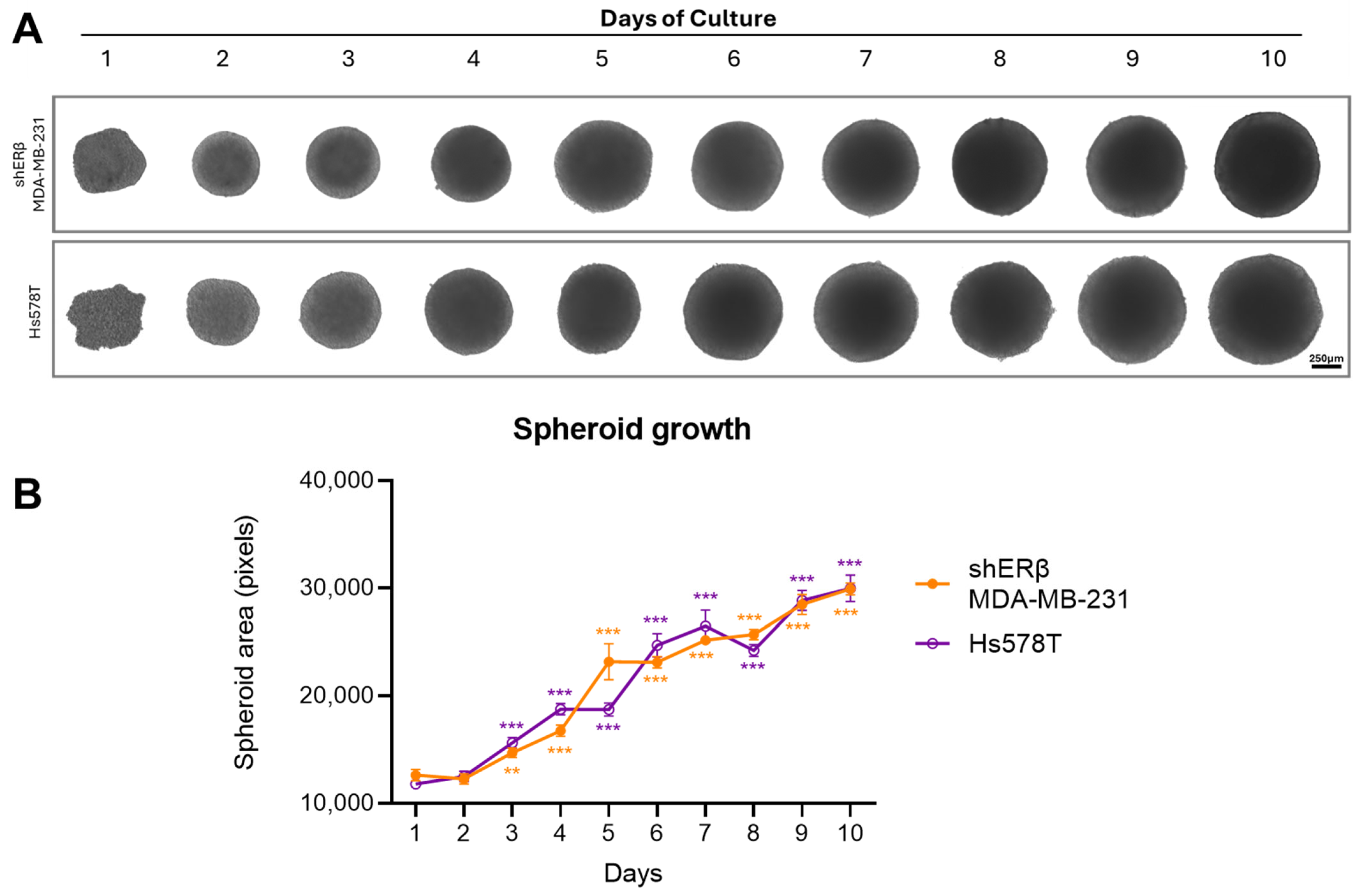 Cells 14 01351 g002 Cells 14 01351 g002