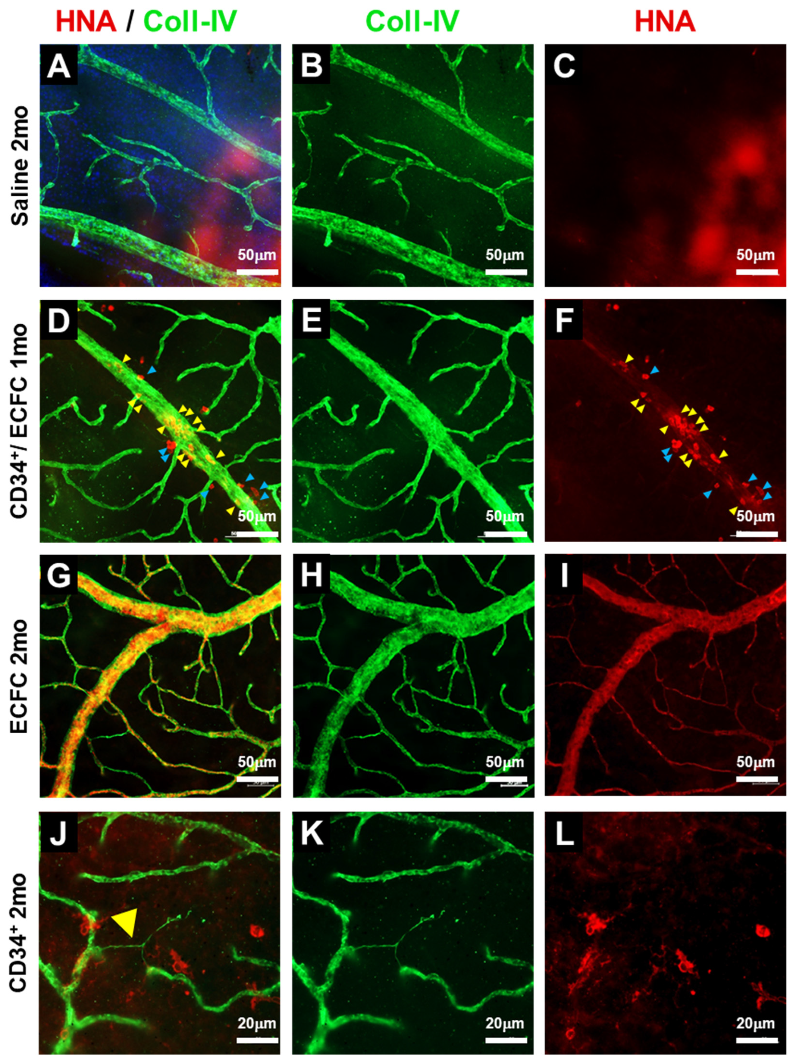 Cells 14 01352 g002 Cells 14 01352 g002