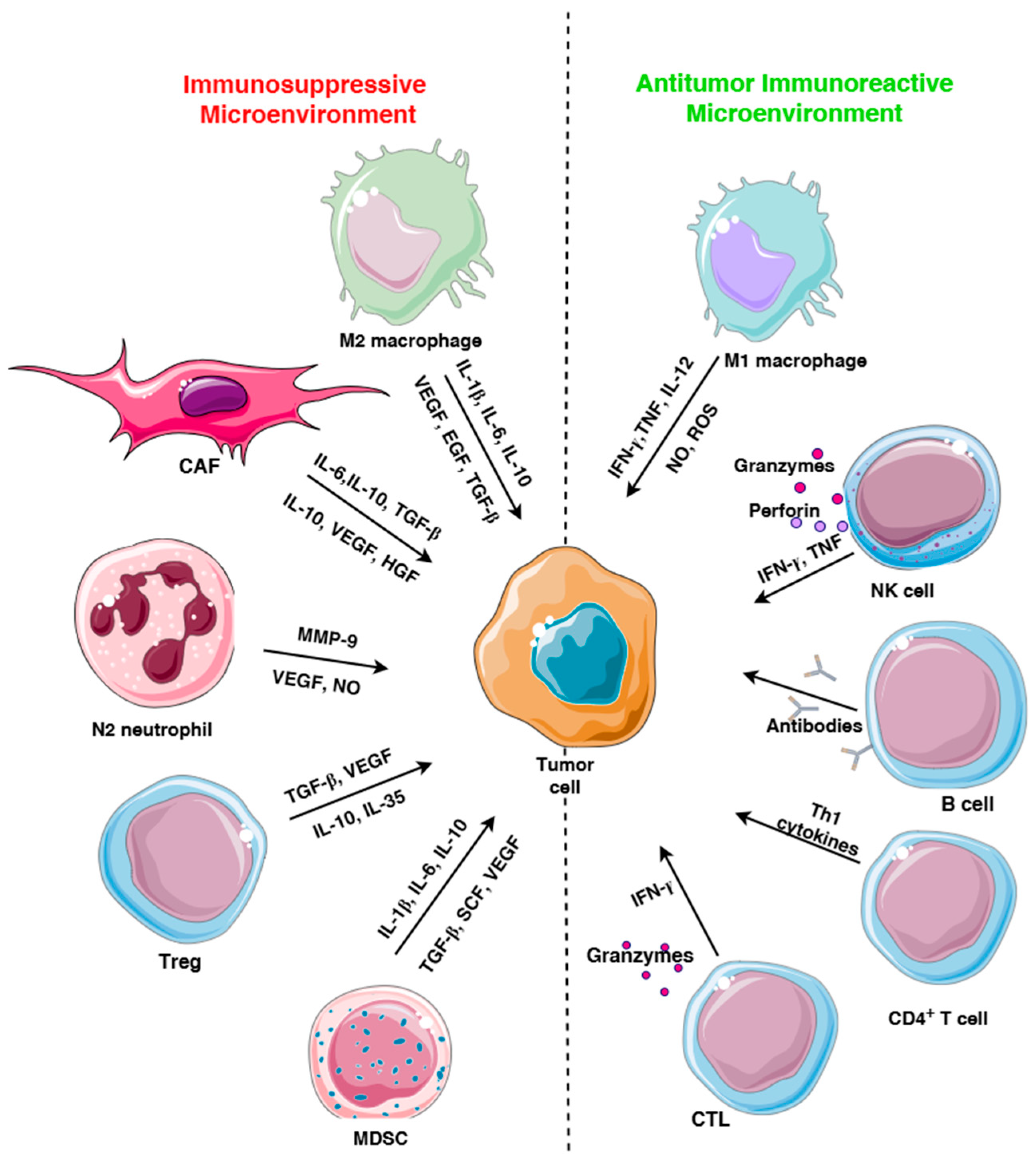 Cells 14 01353 g001 Cells 14 01353 g001