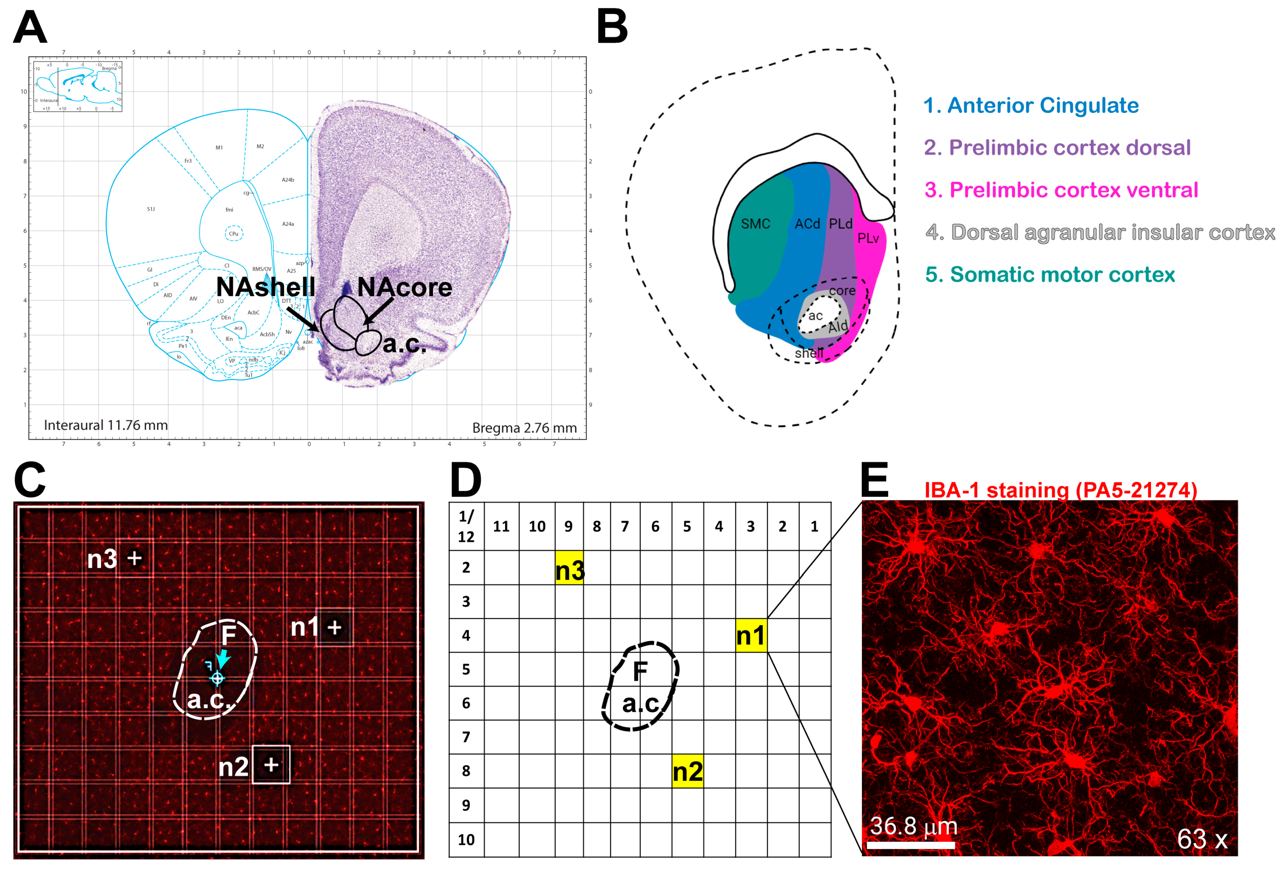 Cells 14 01354 g001 Cells 14 01354 g001
