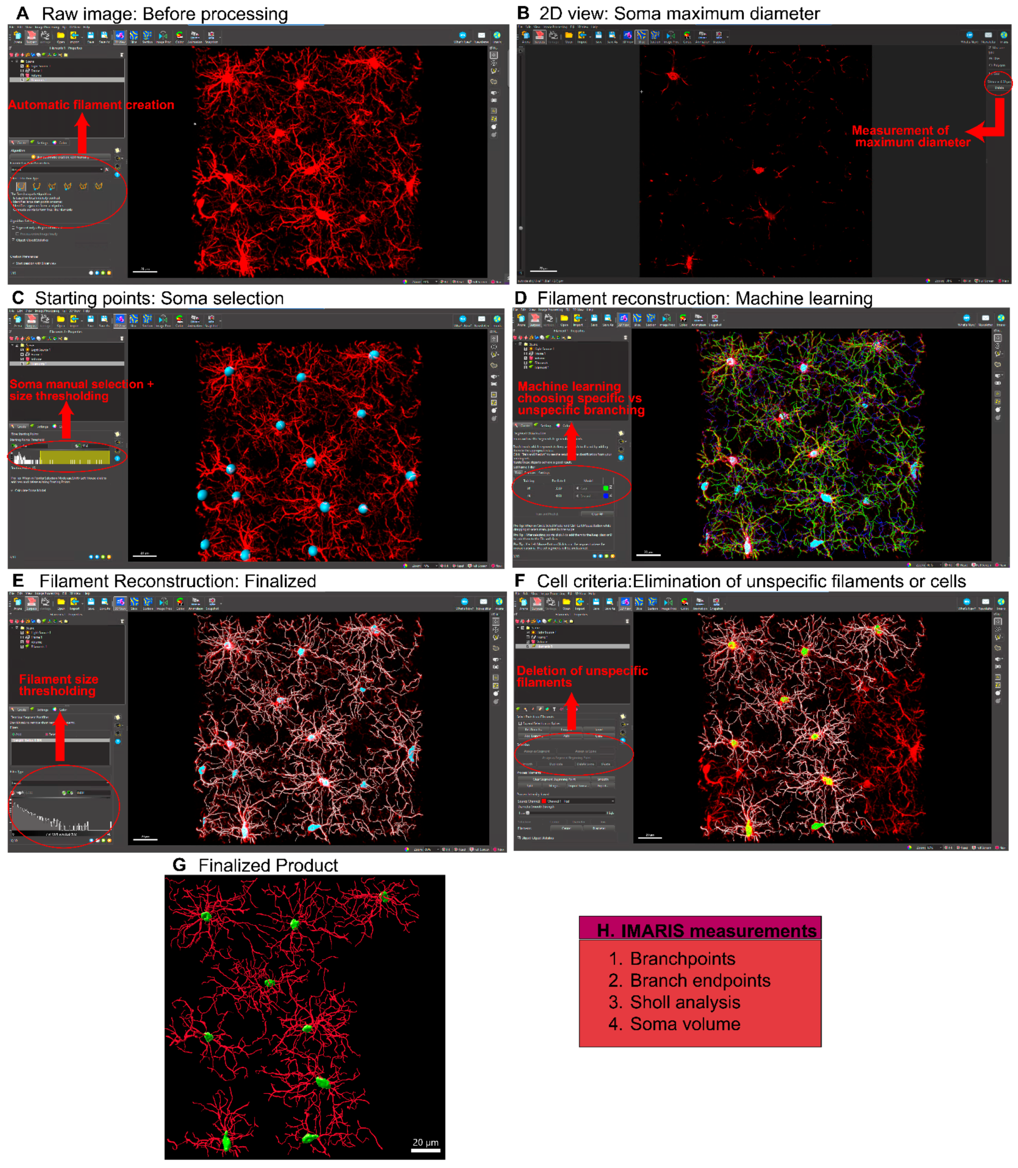 Cells 14 01354 g002 Cells 14 01354 g002