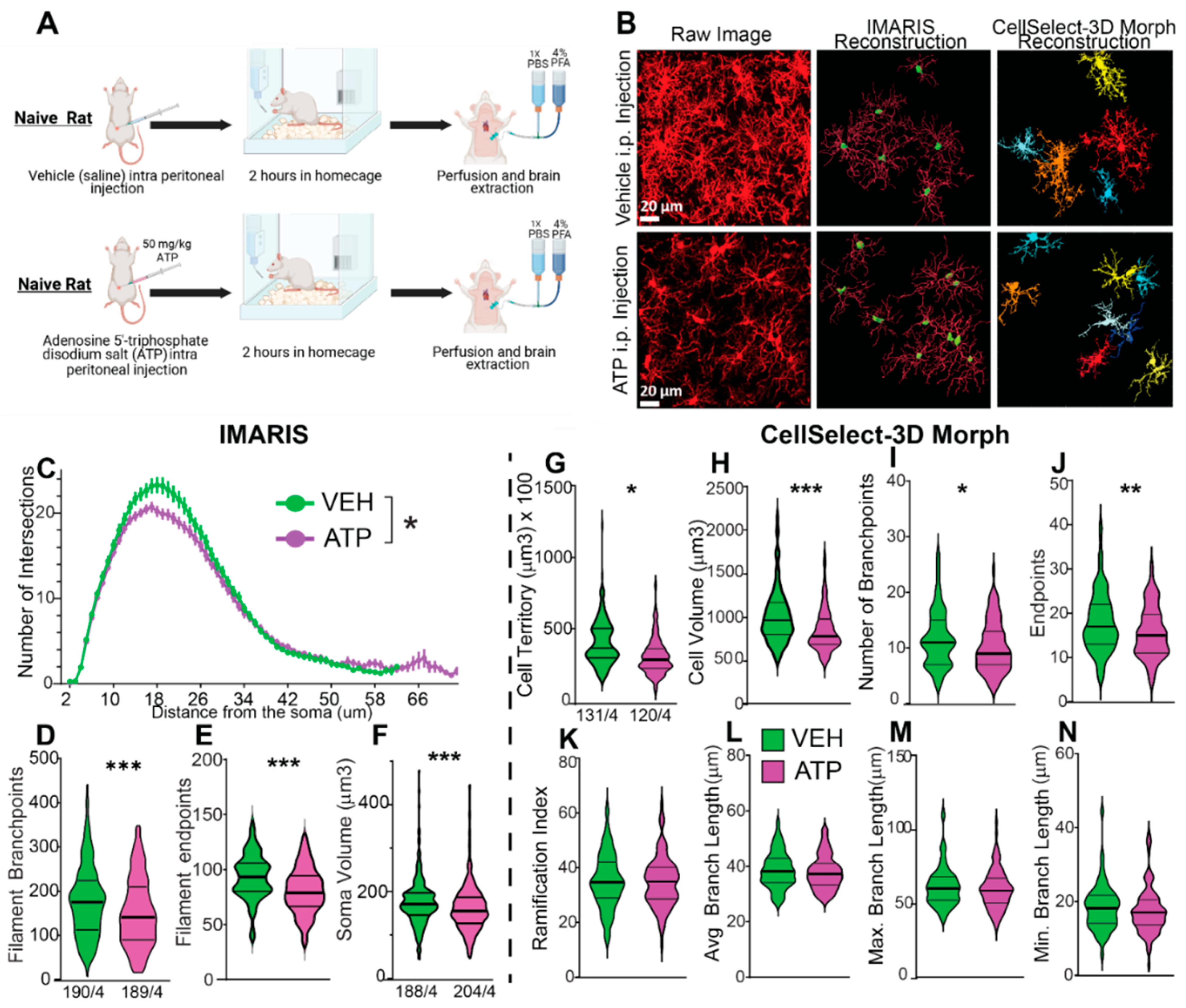 Cells 14 01354 g004 Cells 14 01354 g004