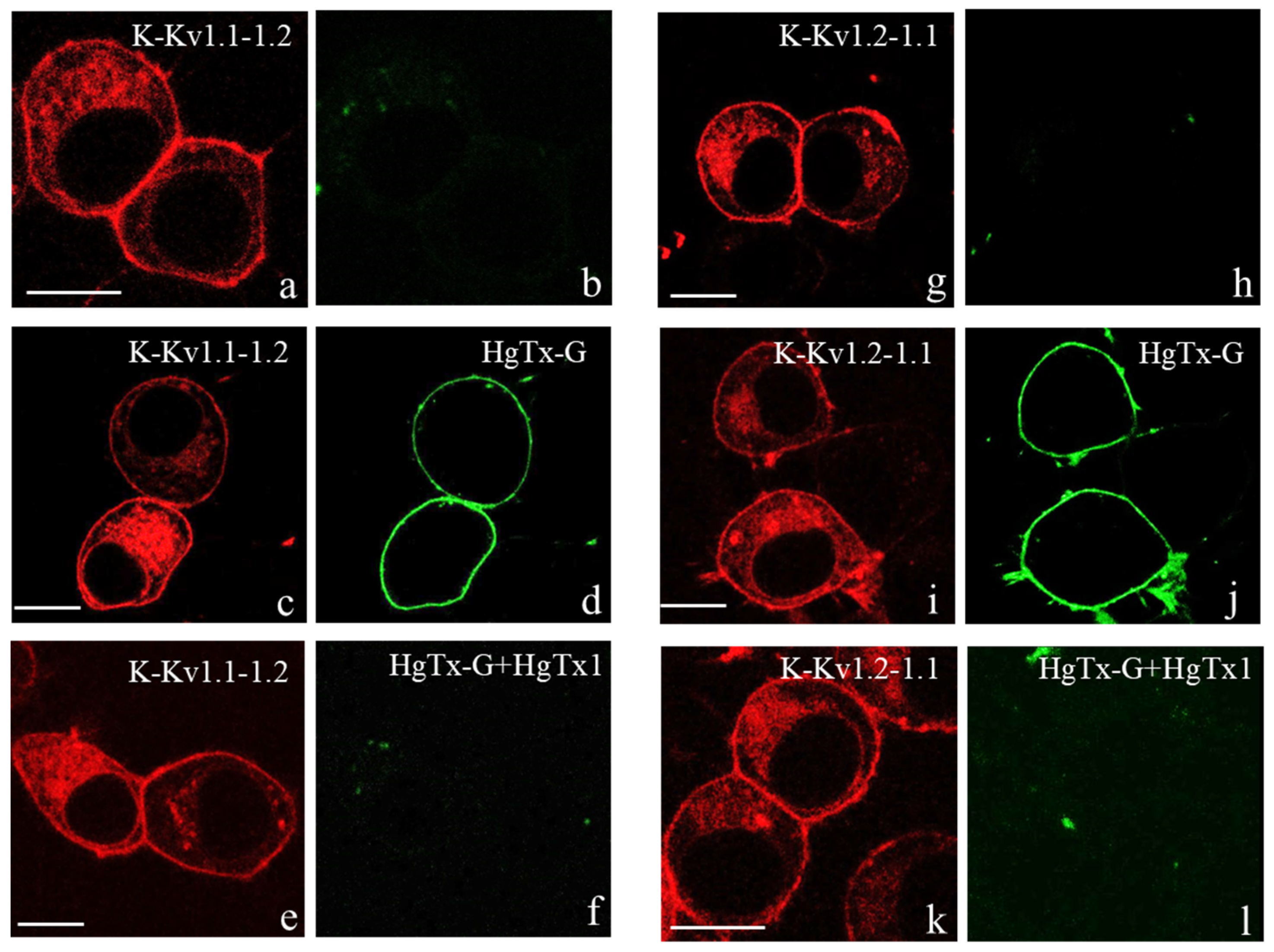 Cells 14 01364 g001 Cells 14 01364 g001