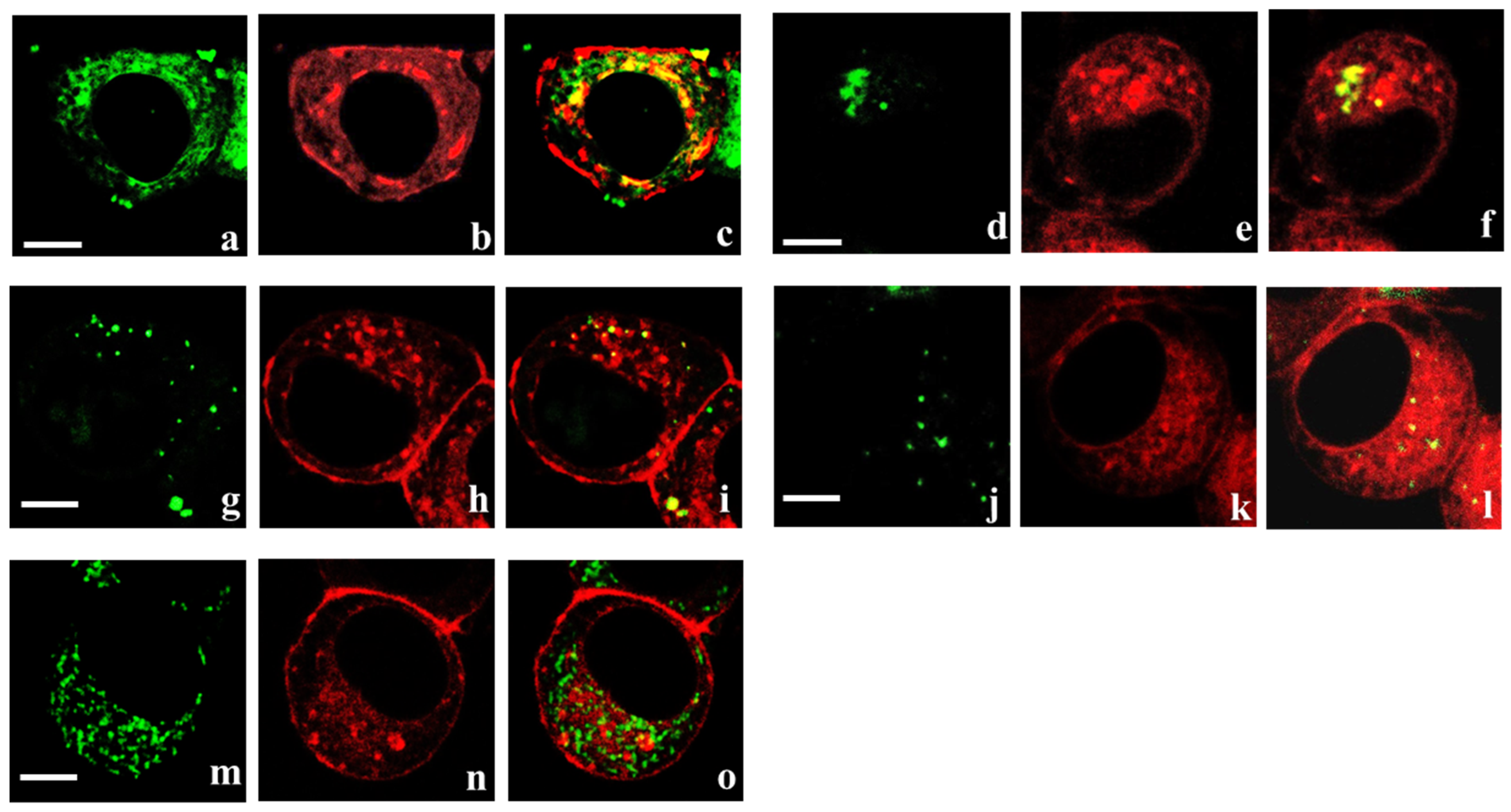 Cells 14 01364 g002 Cells 14 01364 g002