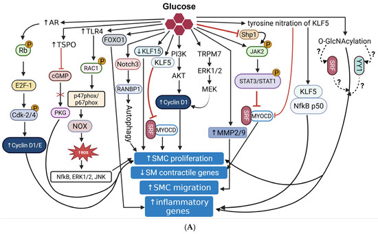 Cellular and Molecular Mechanisms of VSMC Phenotypic Switching in